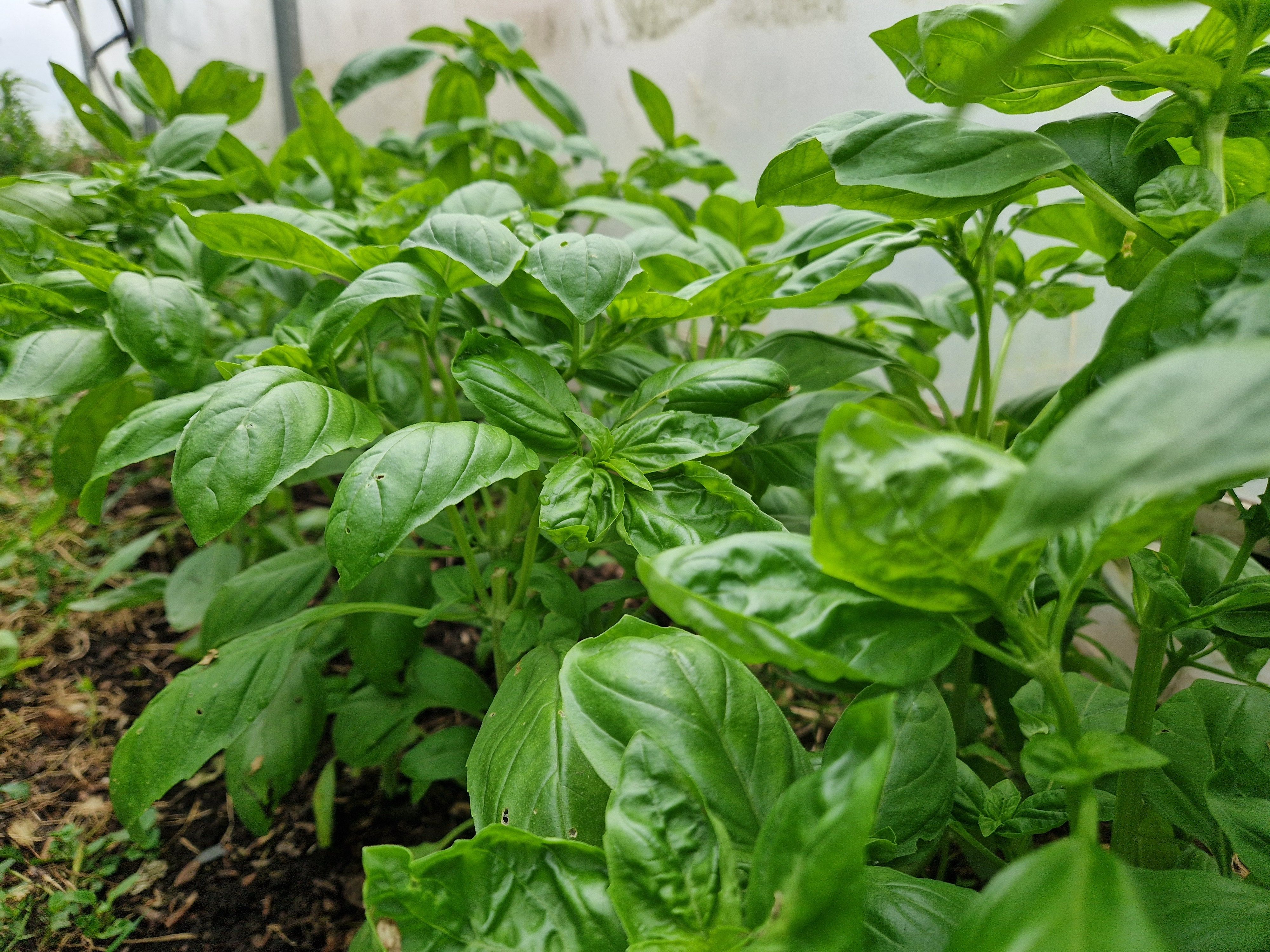 Image of Basil