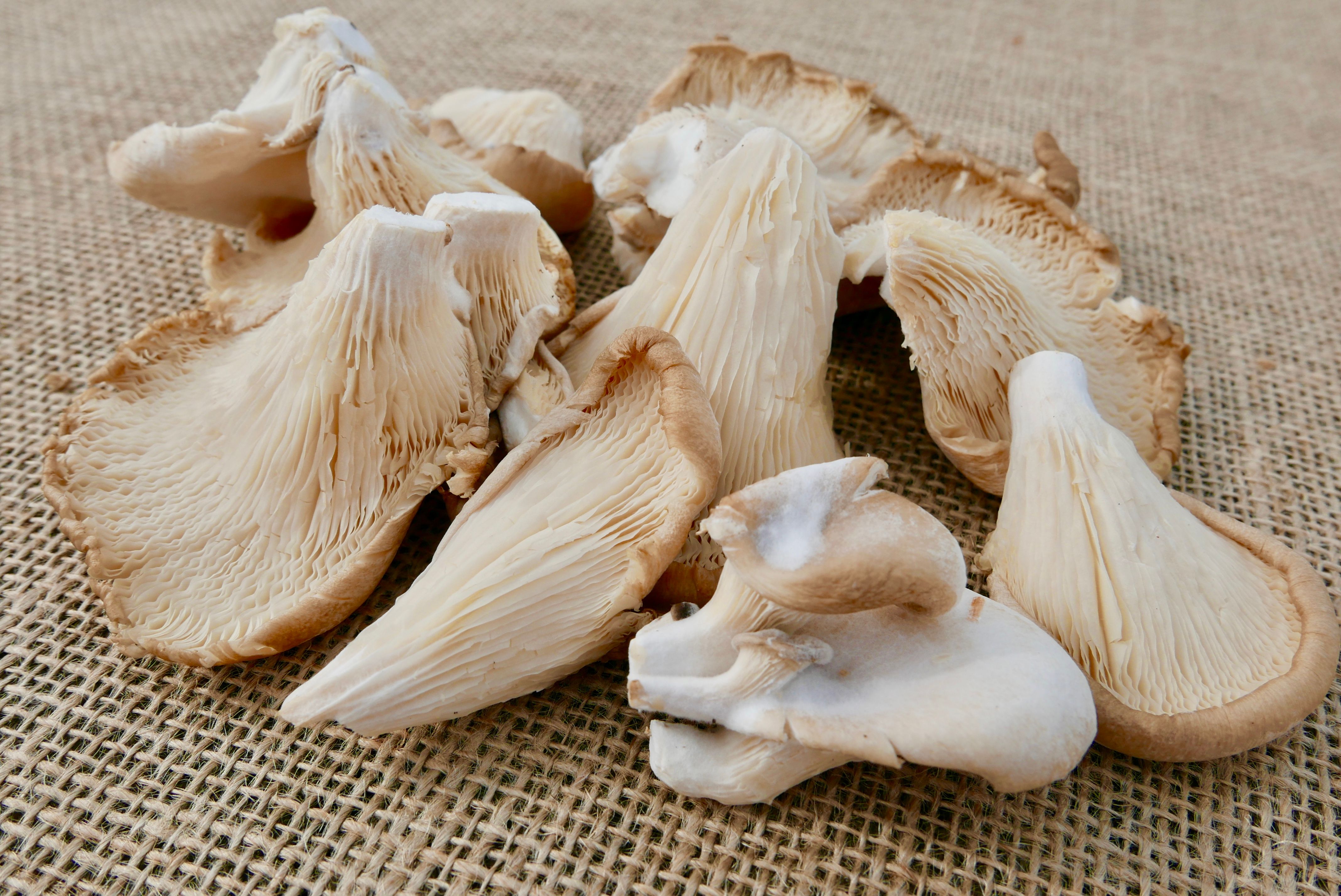Image of Oyster Mushrooms