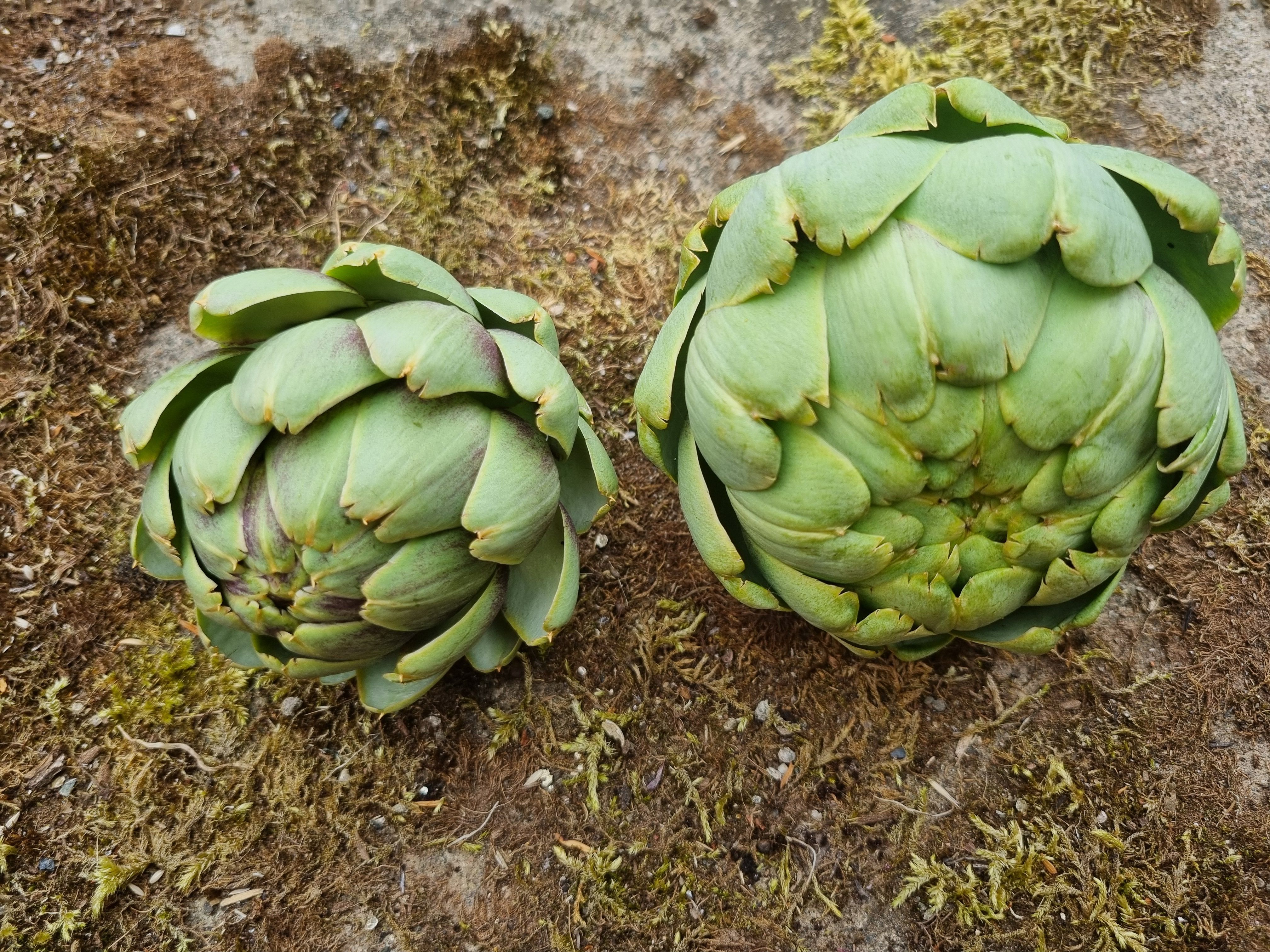 Artichokes