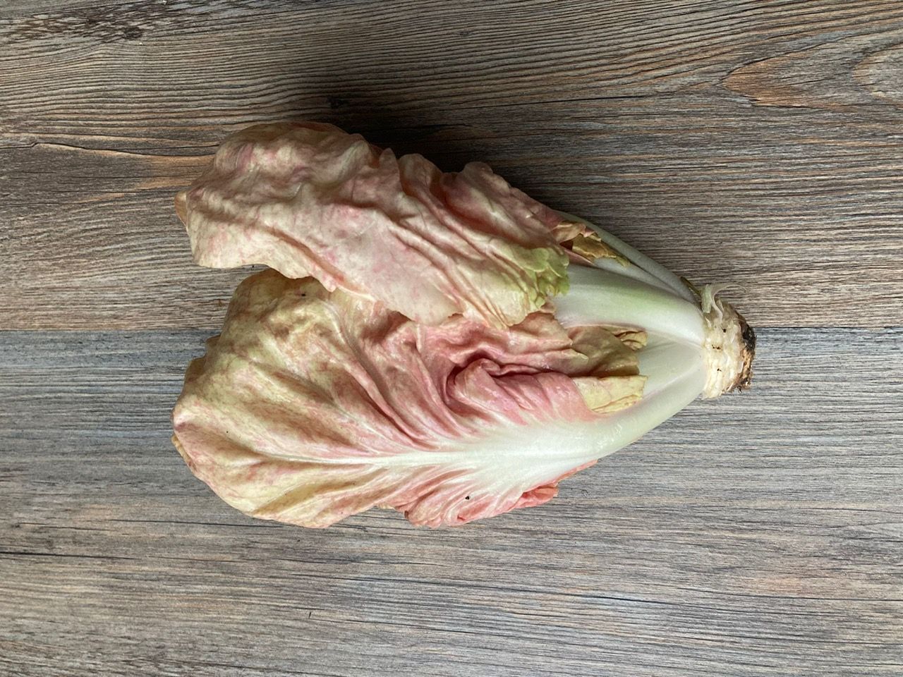Radicchio Pink