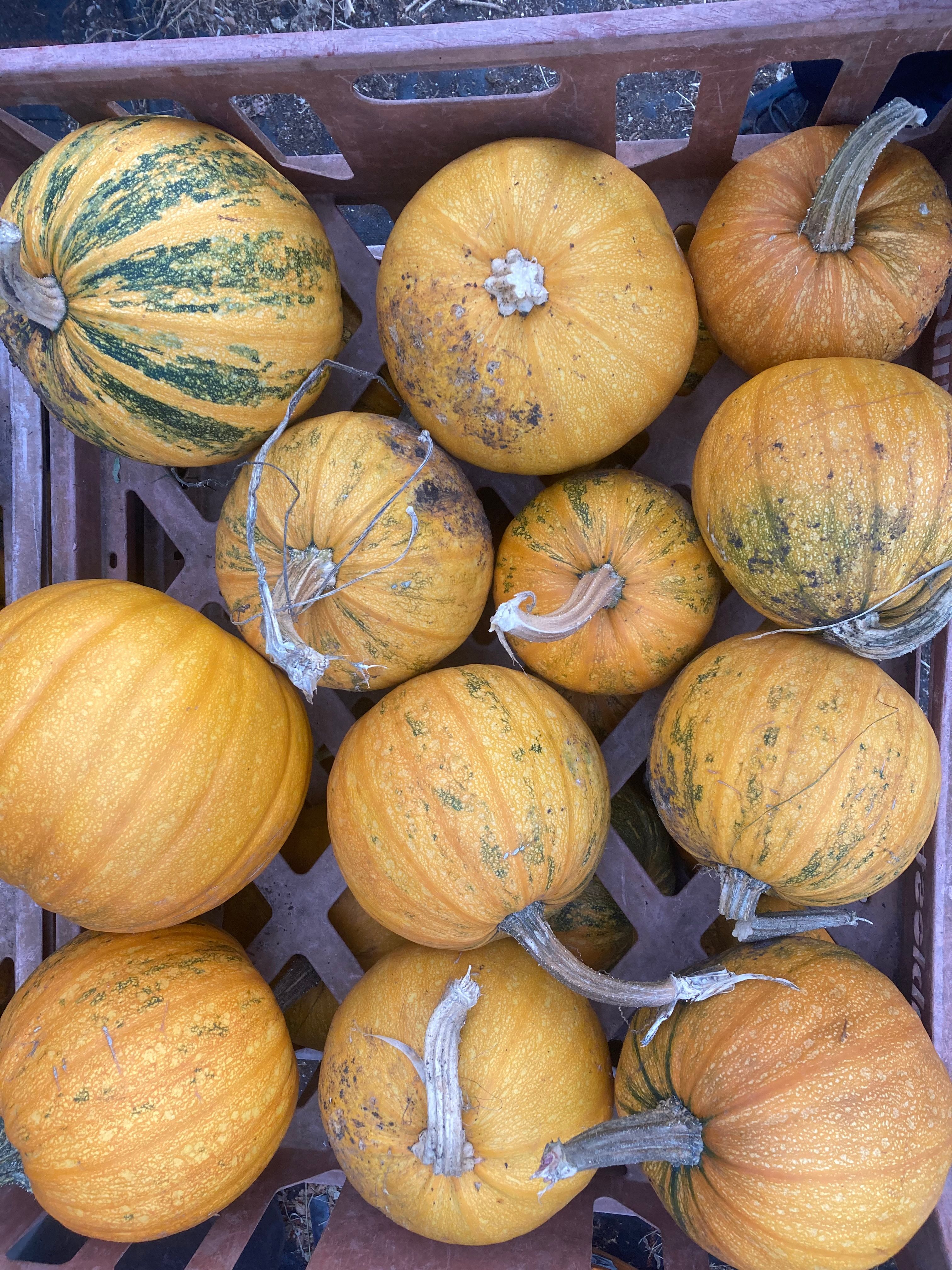 Image of Pumpkin