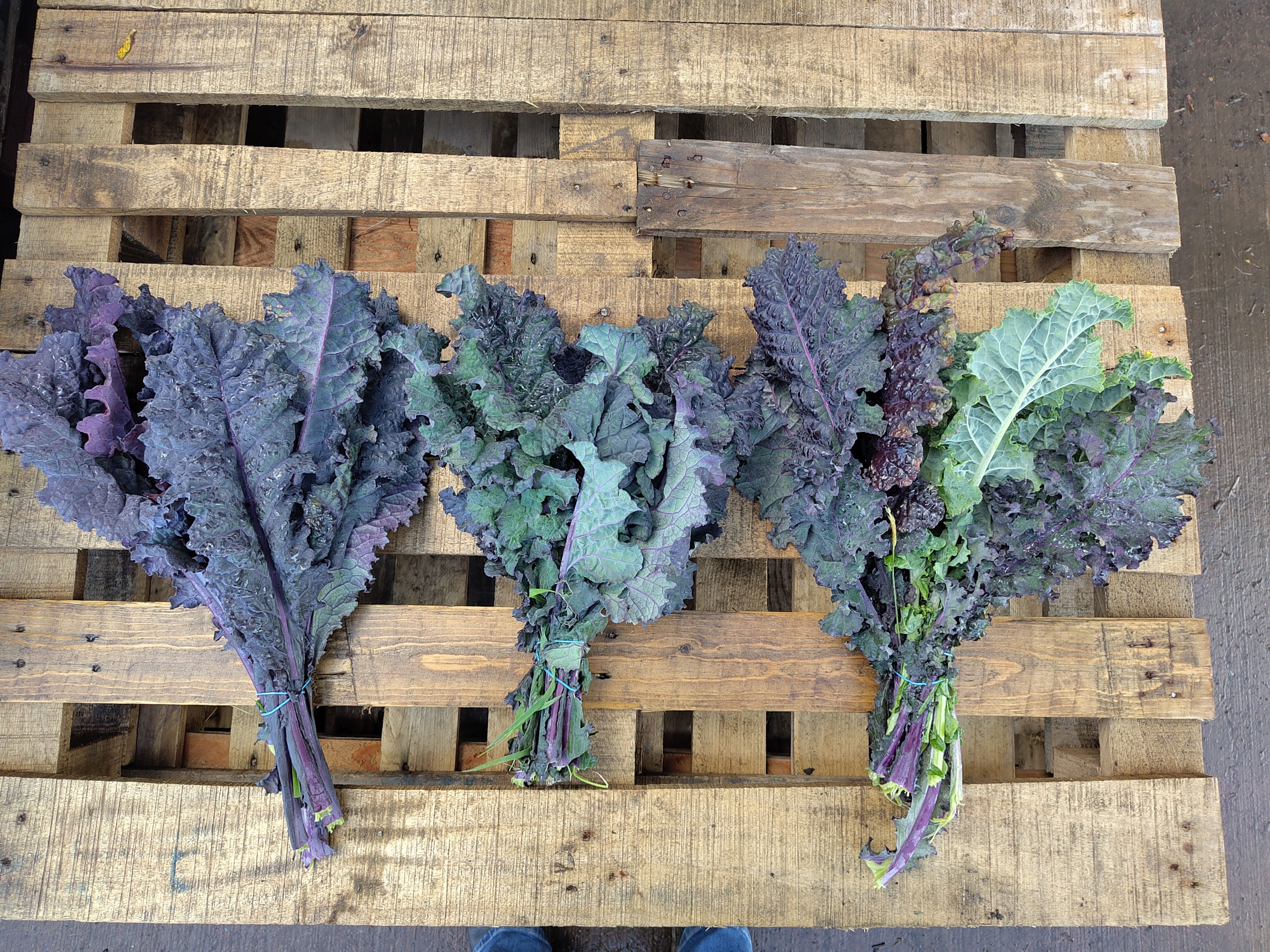 Image of Kale - Tuscan Rainbow (in conversion)