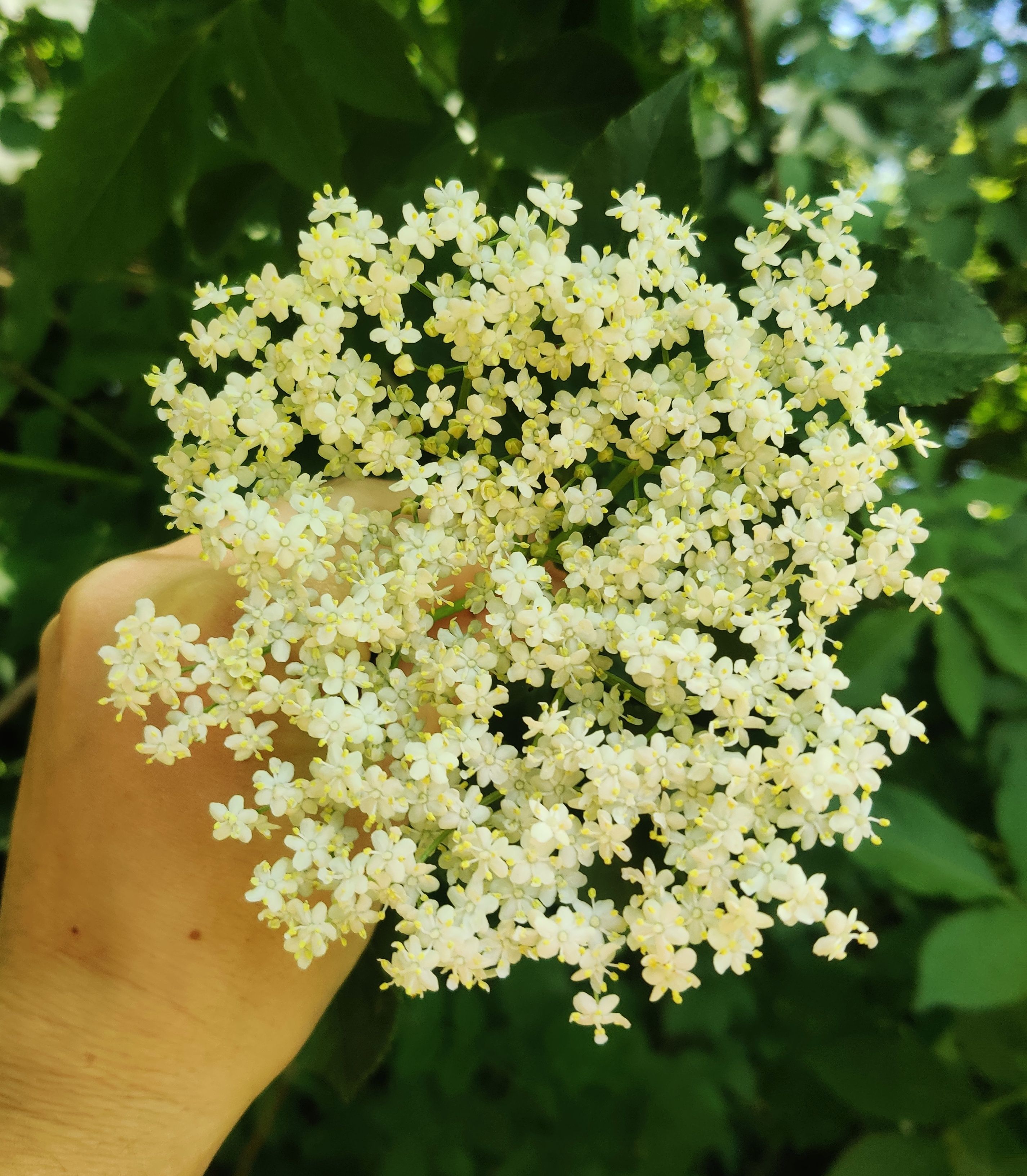 Image of Elderflower Cordial
