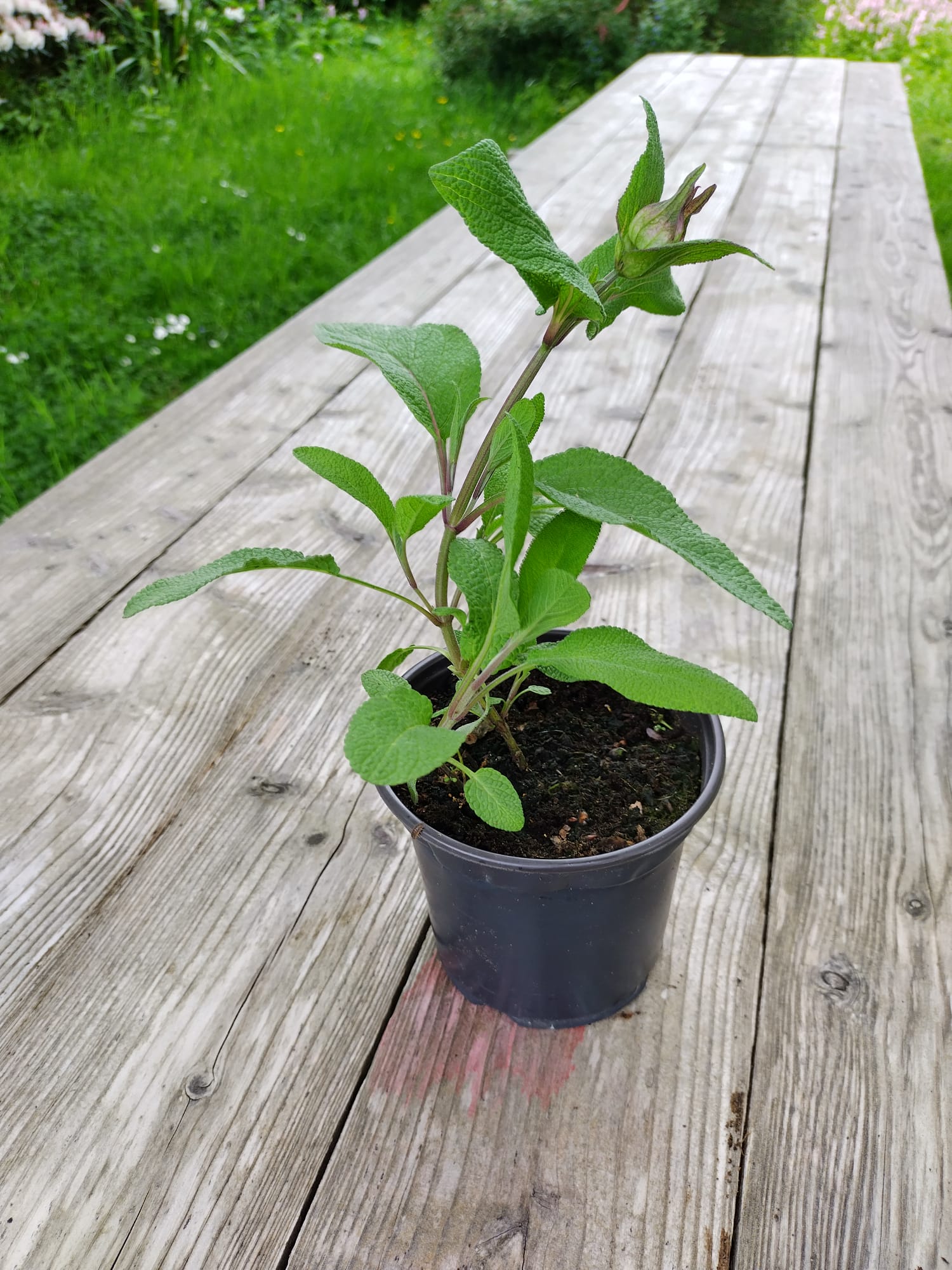 Image of Sage - Large Plant (Tyn yr Helyg)