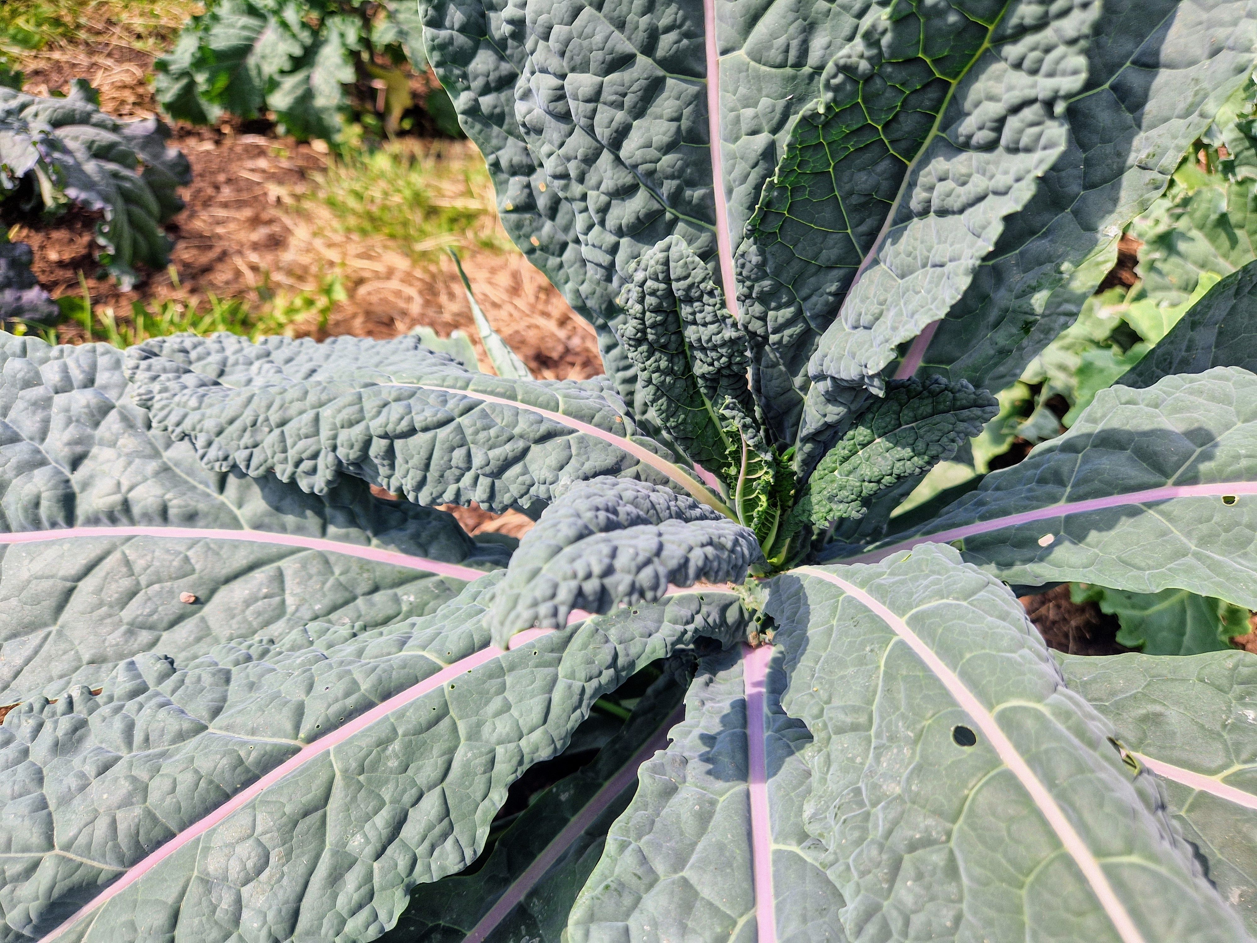 Image of Cavalo Kale
