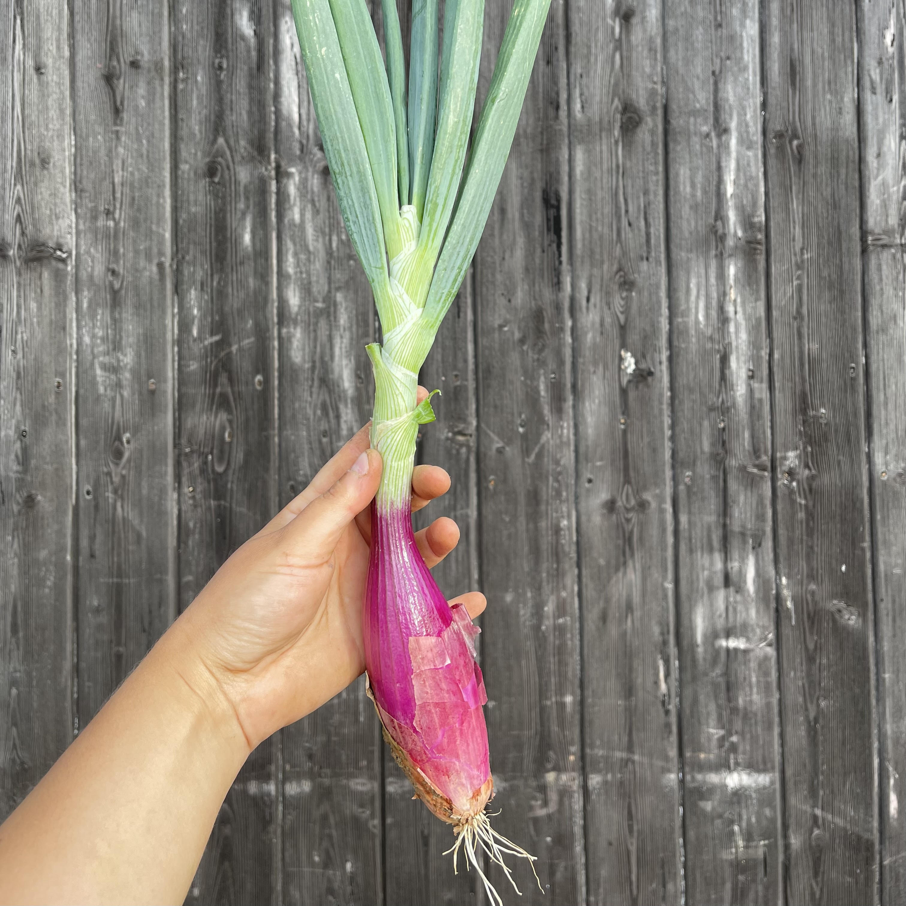 Image of Fresh Tropea Lunga Onions