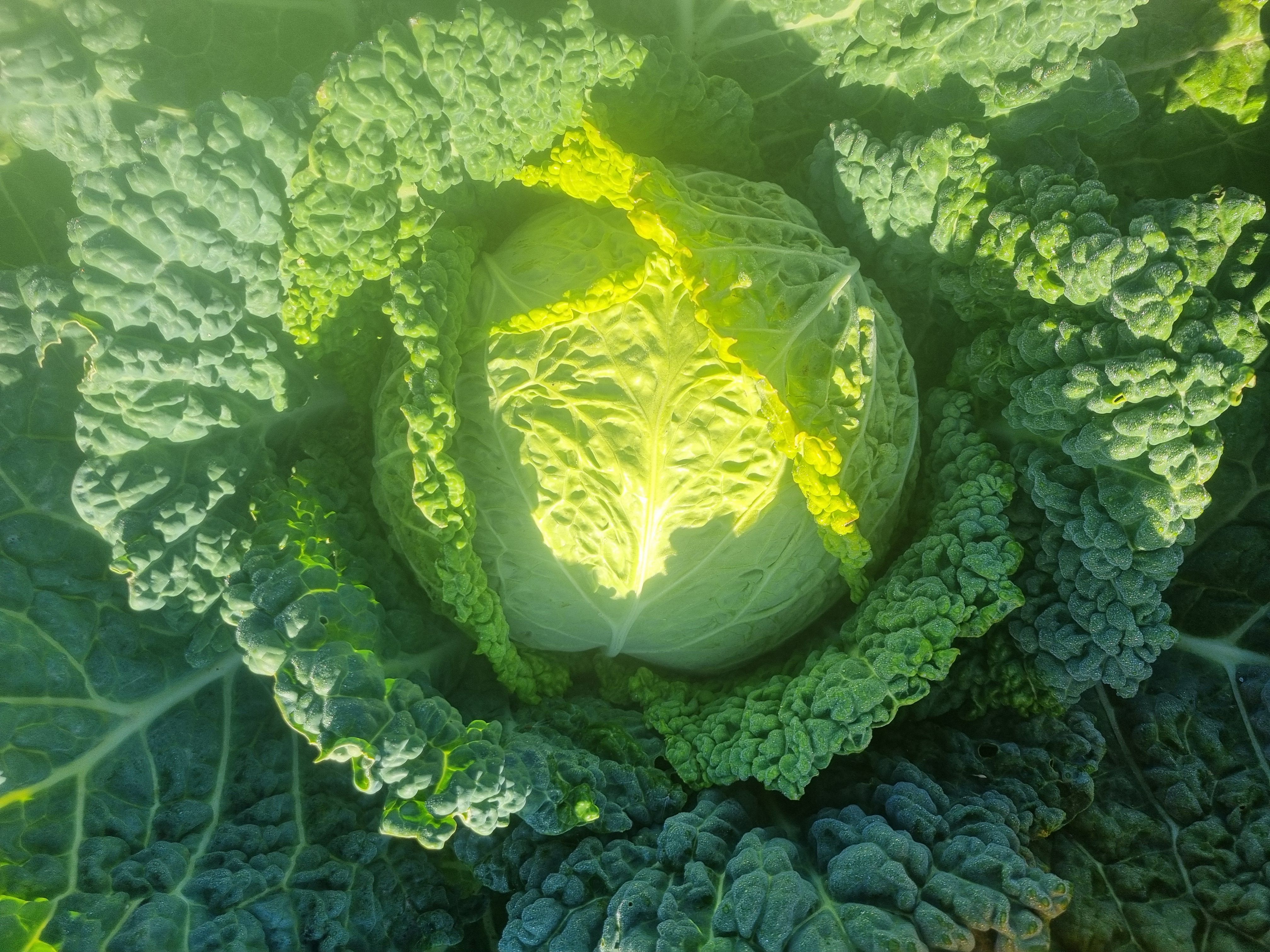 Image of Savoy Cabbage