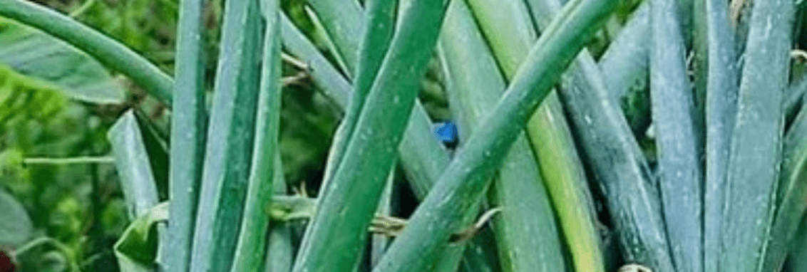 Image of Onion [Senshyu]