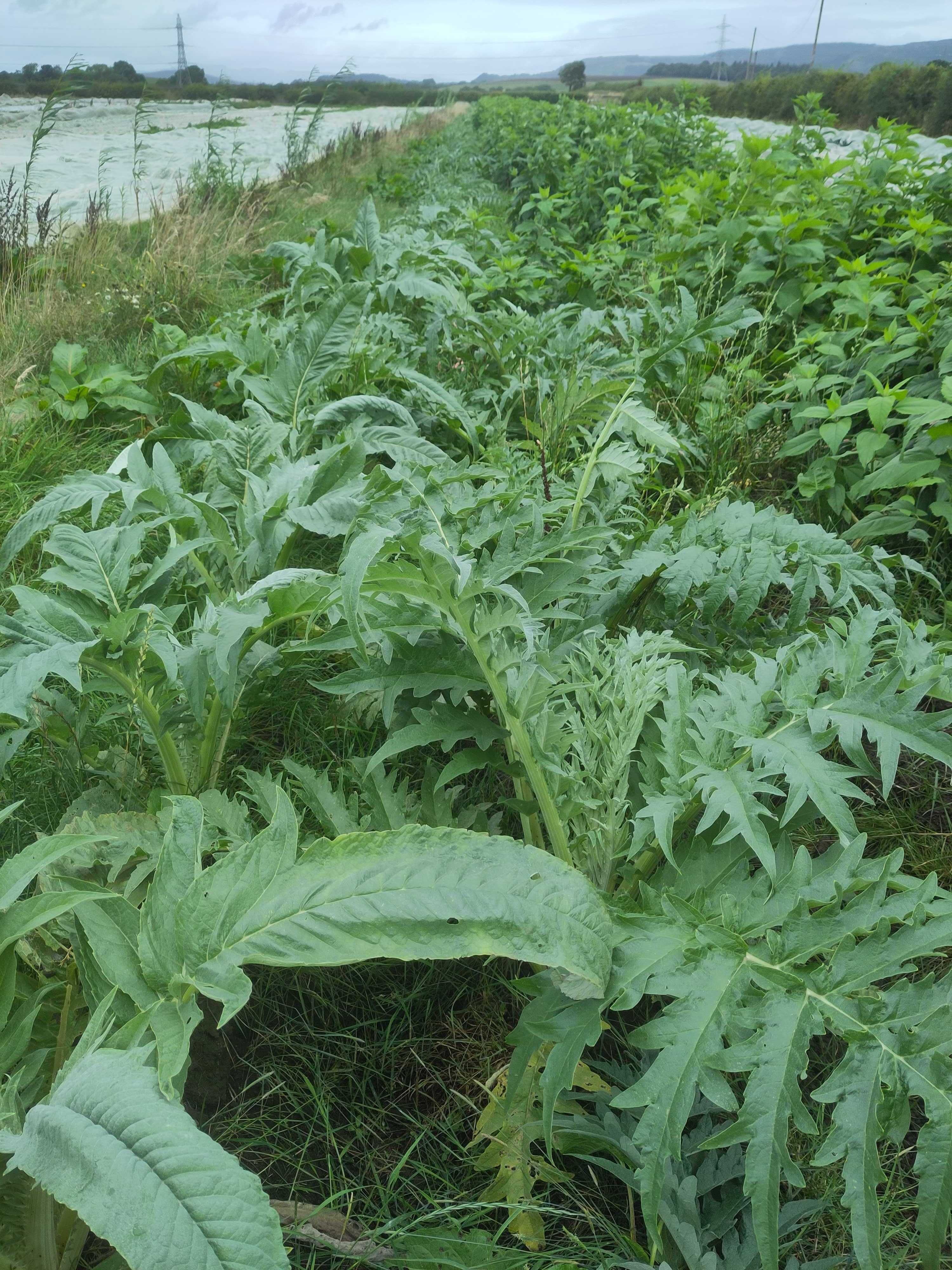 Image of Cardoon (in conversion)
