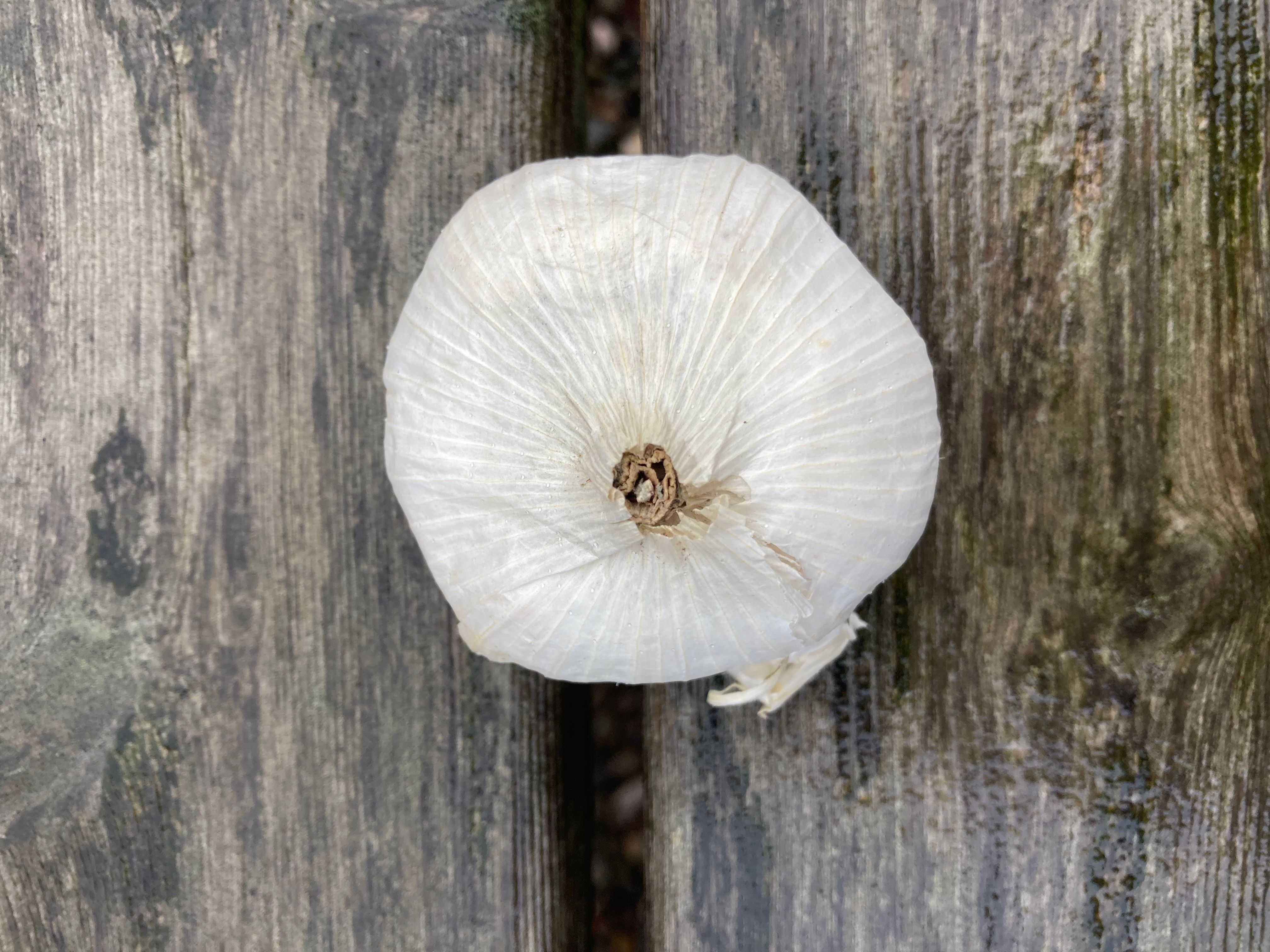 Organic Garlic