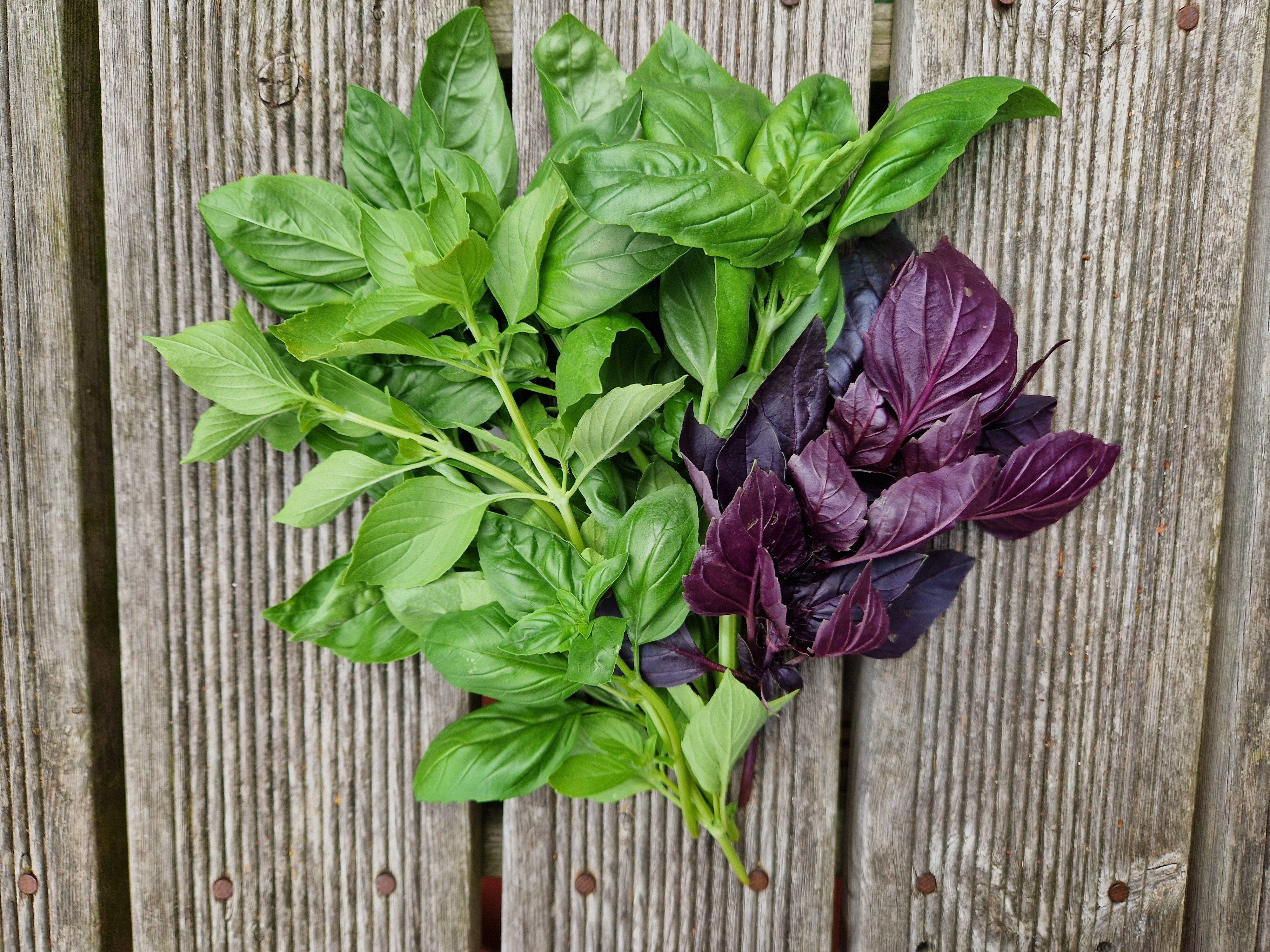 Image of Basil Mixed