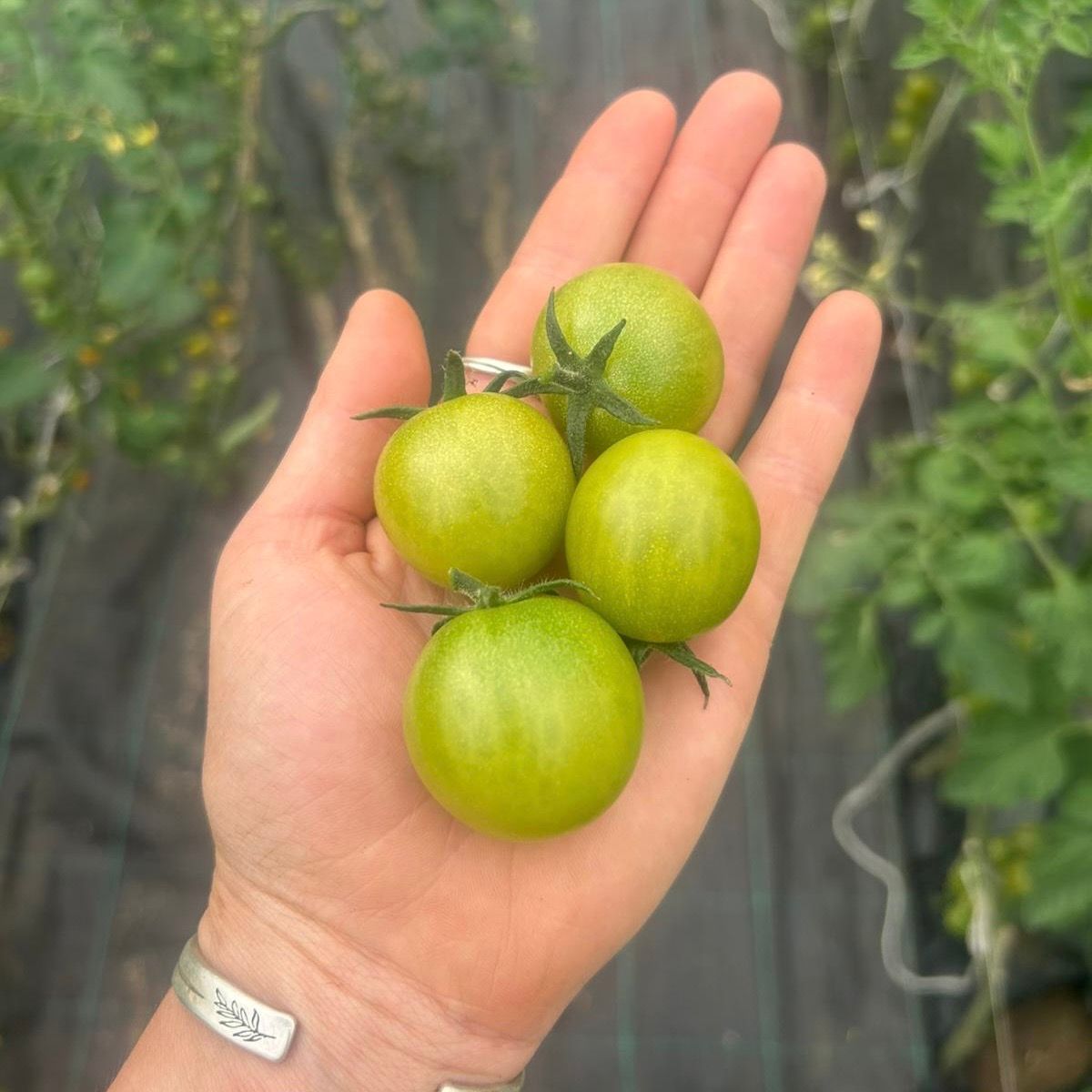 Twinkle Toes Cherry Tomatoes