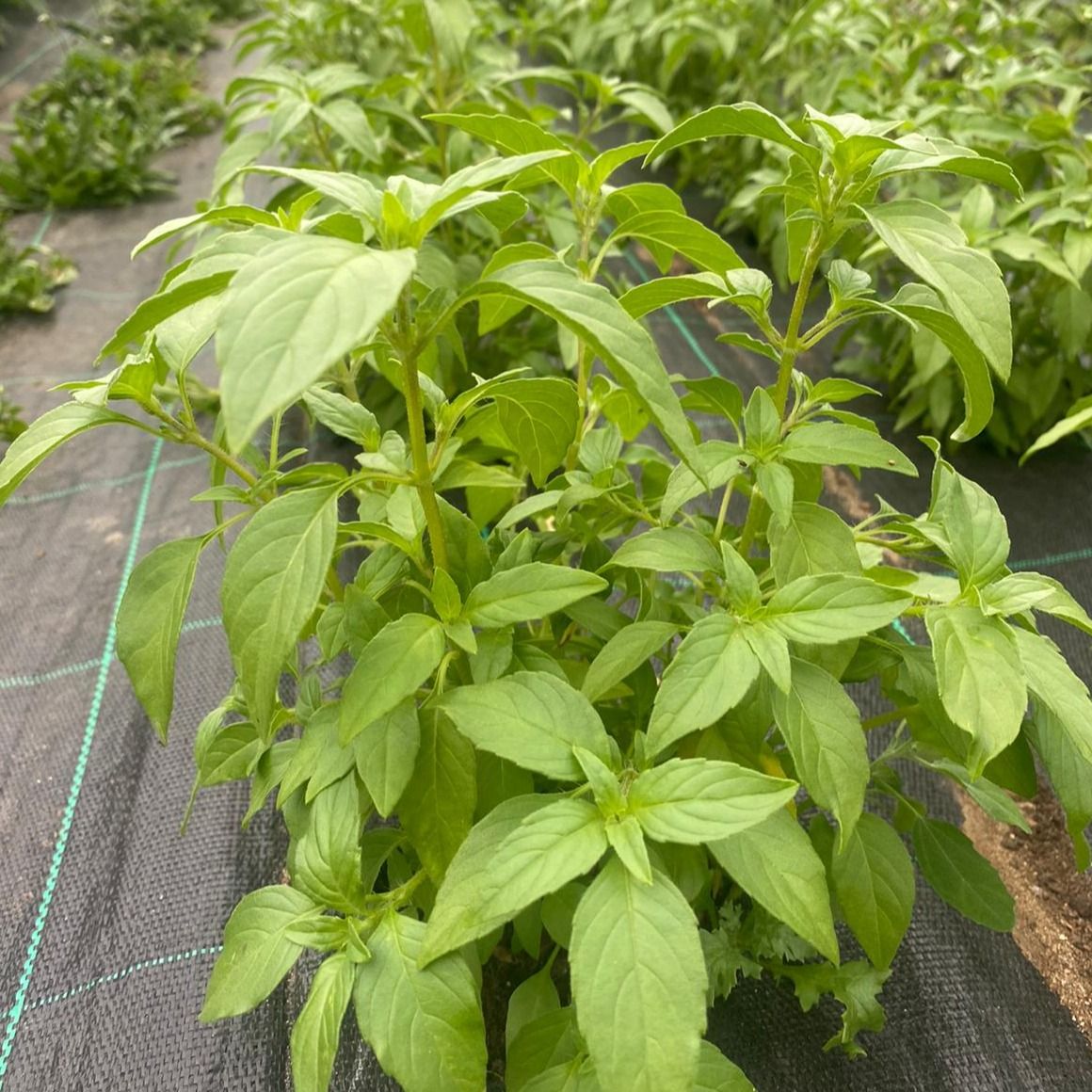 Image of Chinese Sweet Leaf Basil