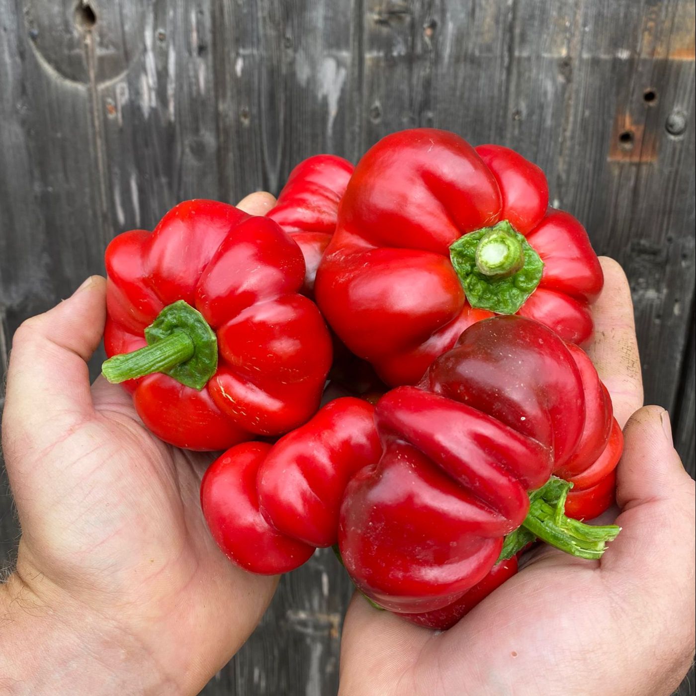 Round of Hungary Peppers