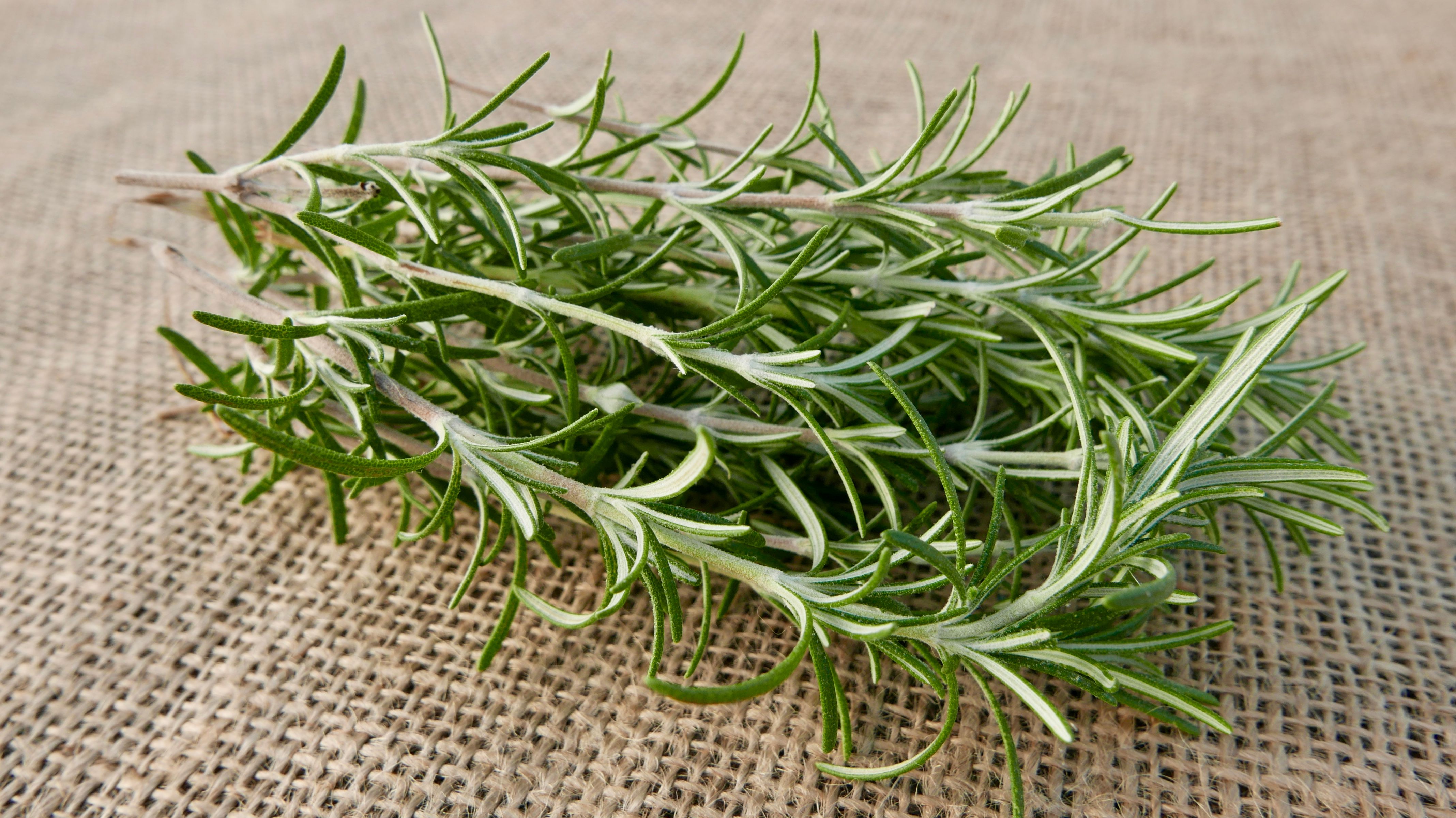 Rosemary