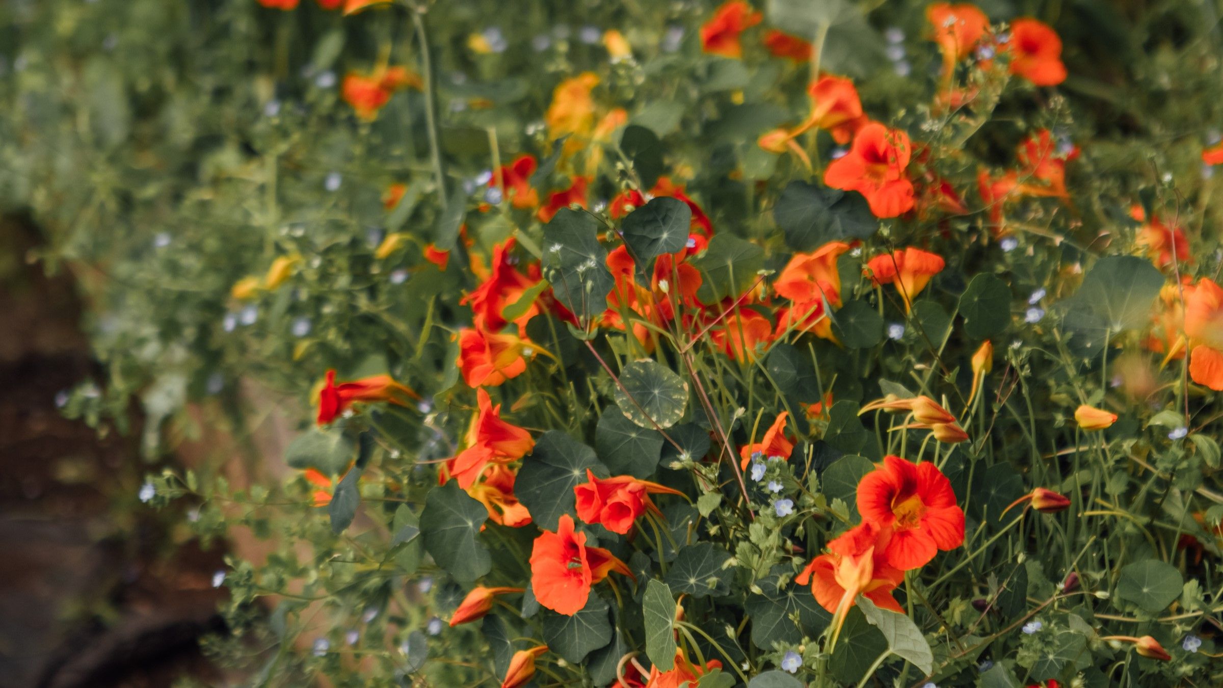 Image of Flourish Produce
