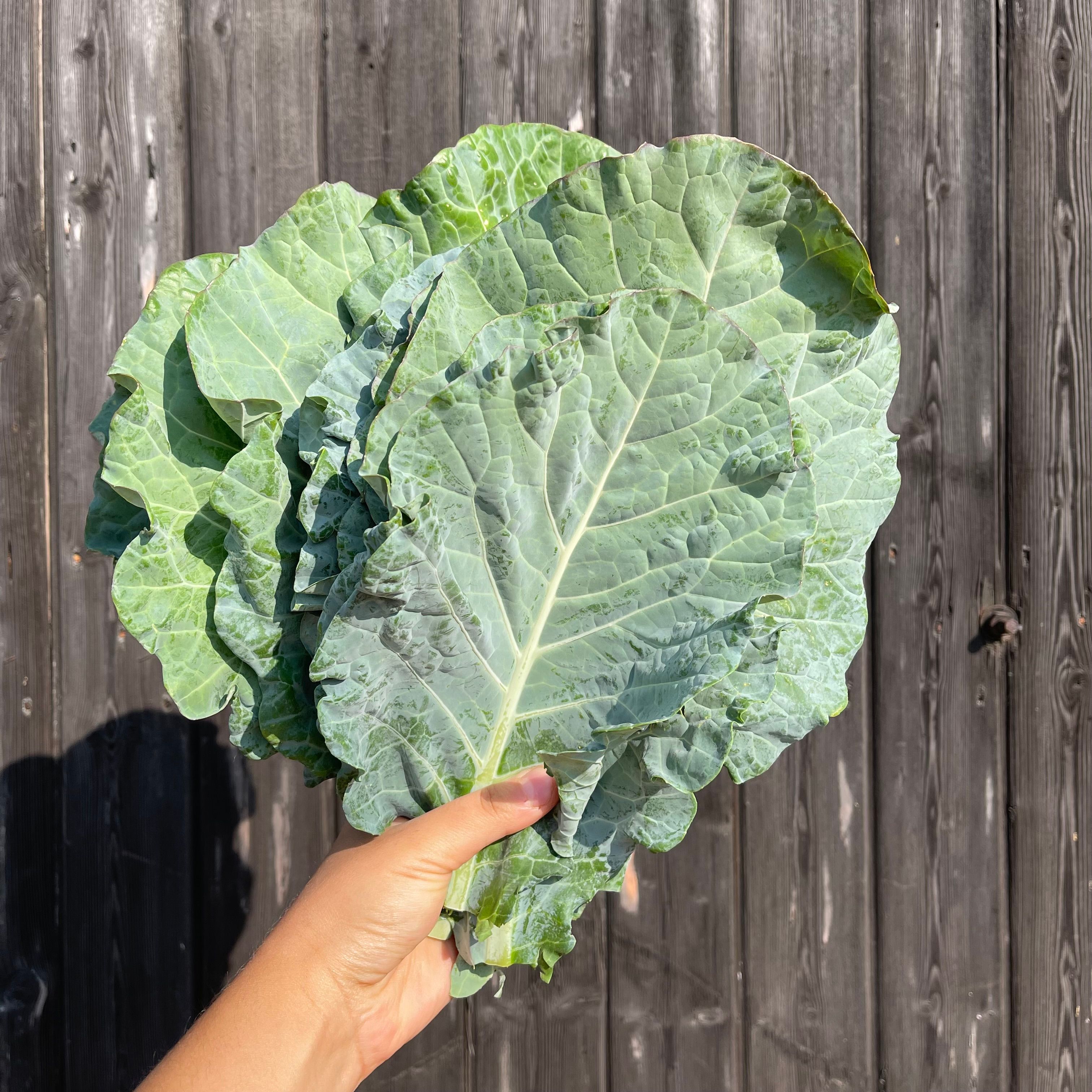 Collard Greens