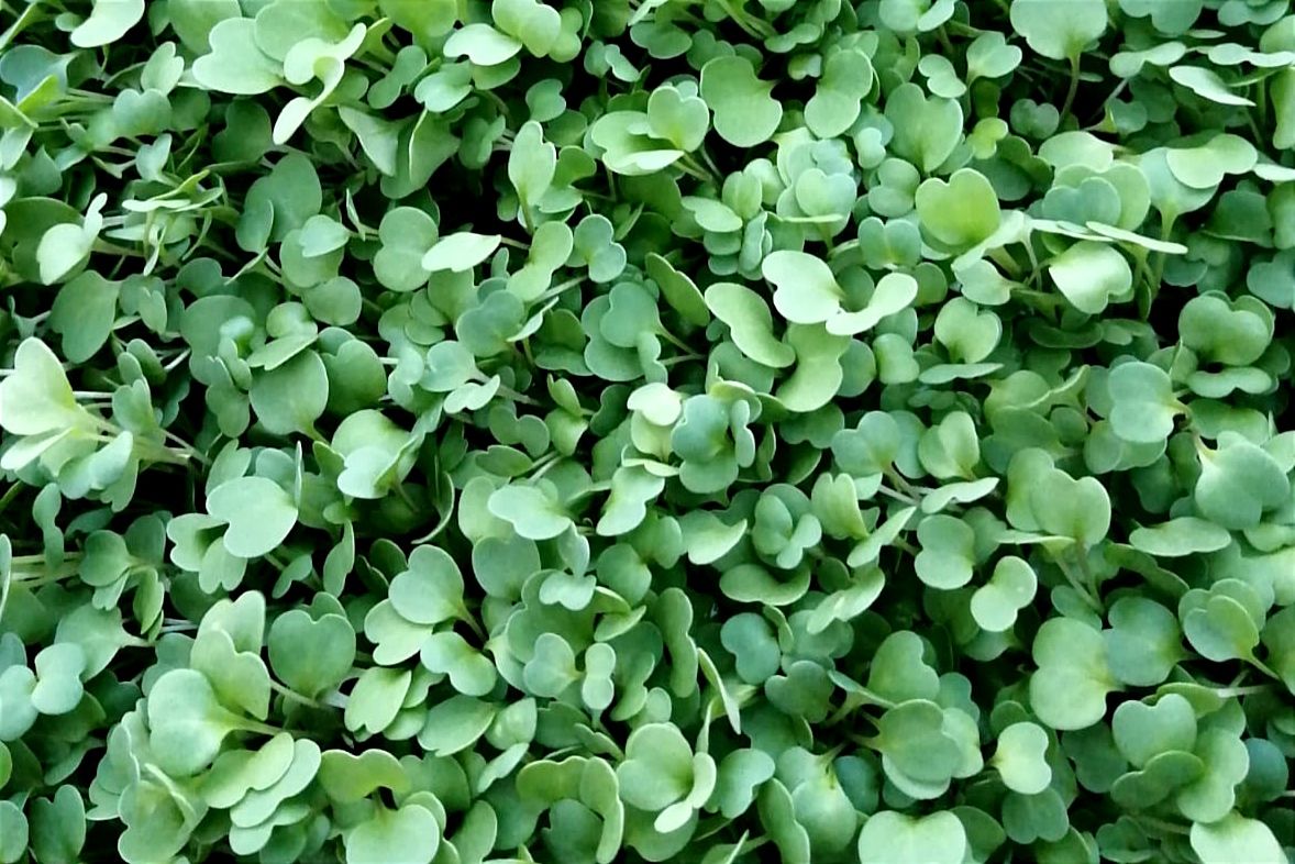 Image of The Shropshire Microfarm