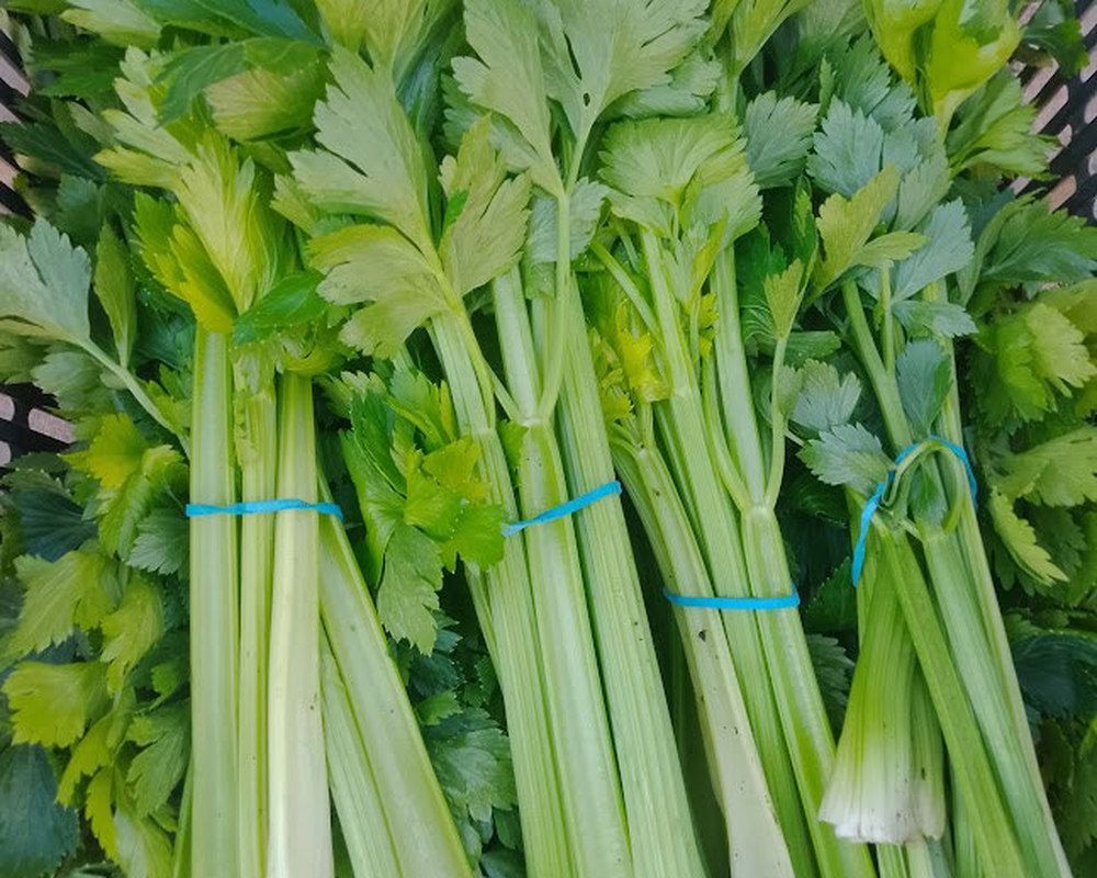 Image of Leafy Celery