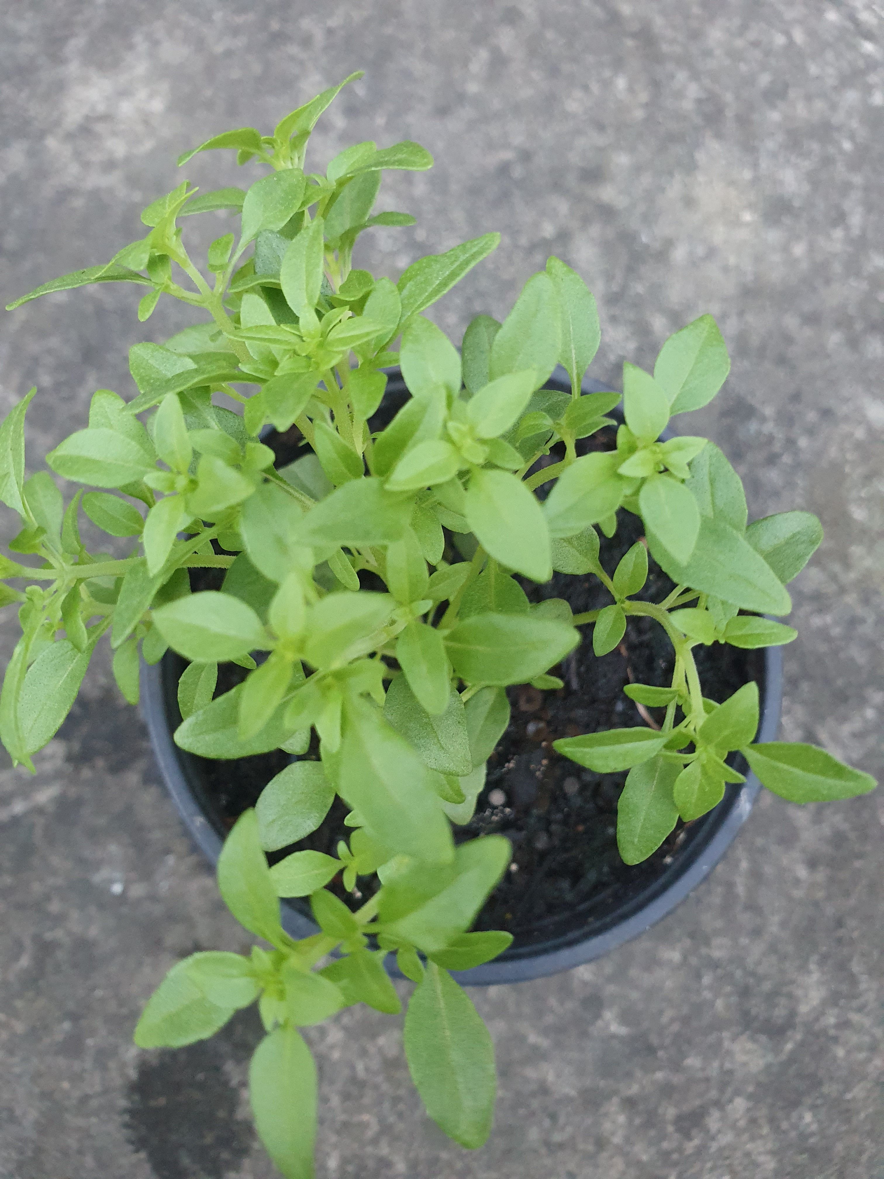 Lime Basil