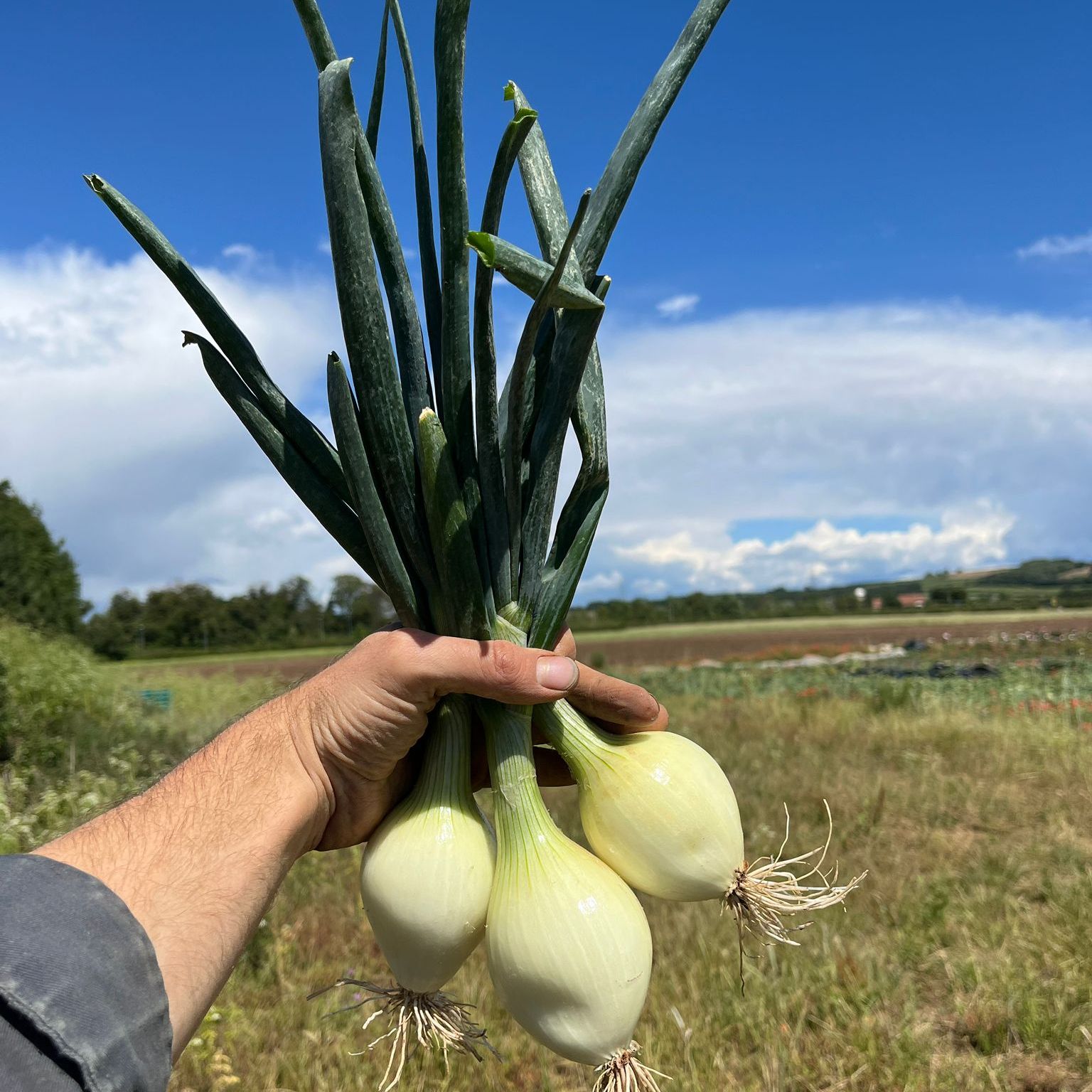 Image of Fresh Troy Onions