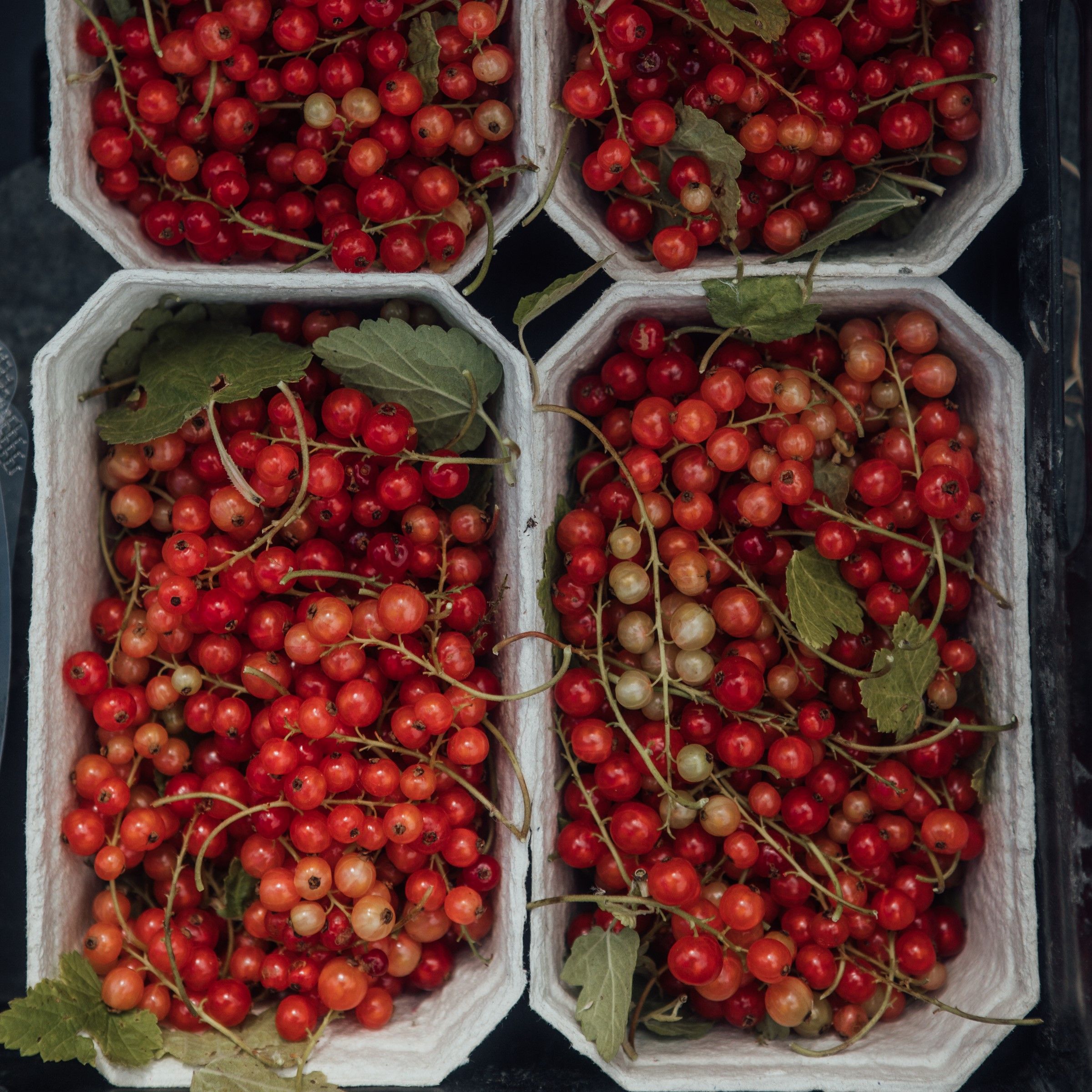 Image of Fruit