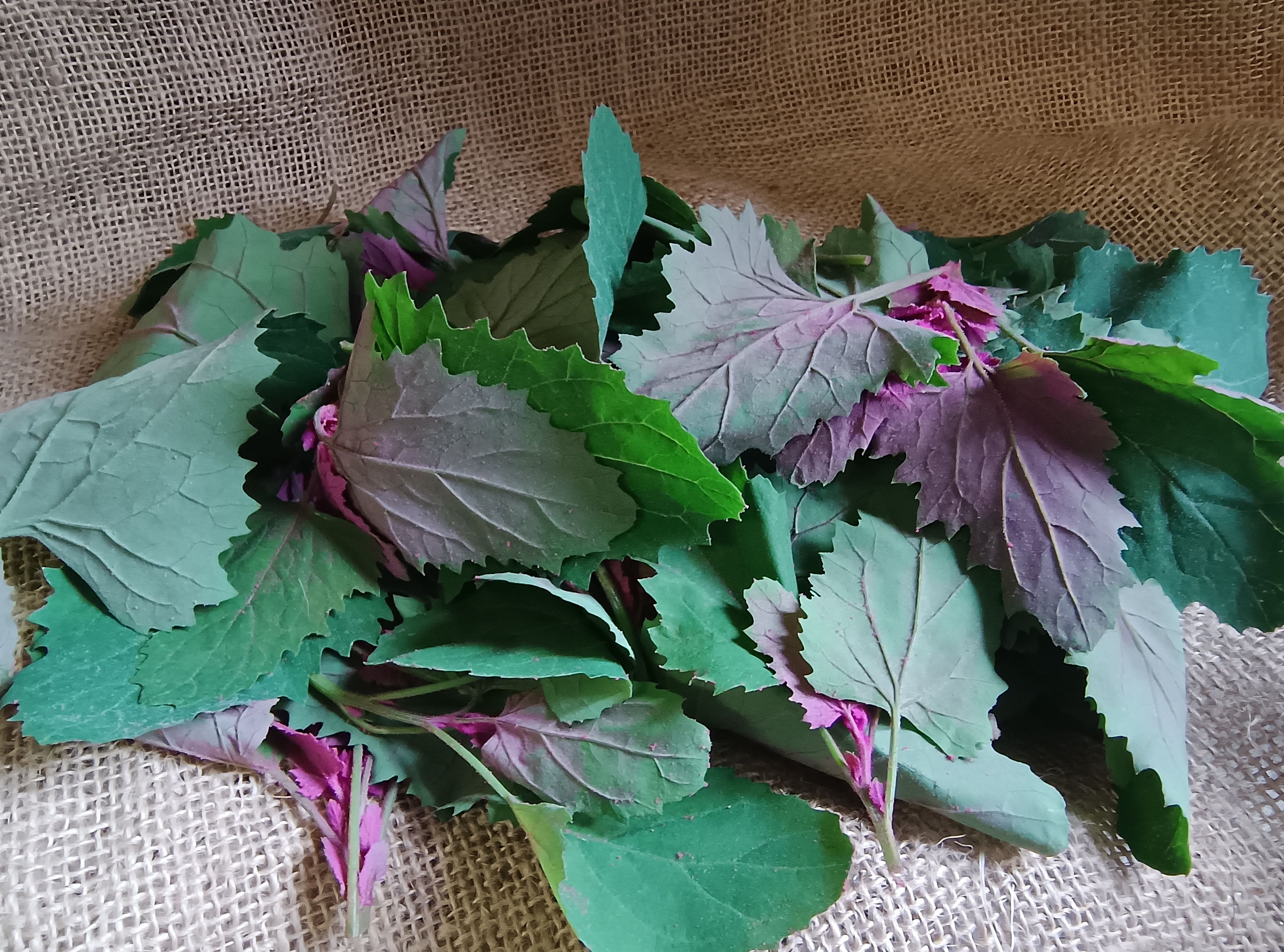 Image of Tree Spinach