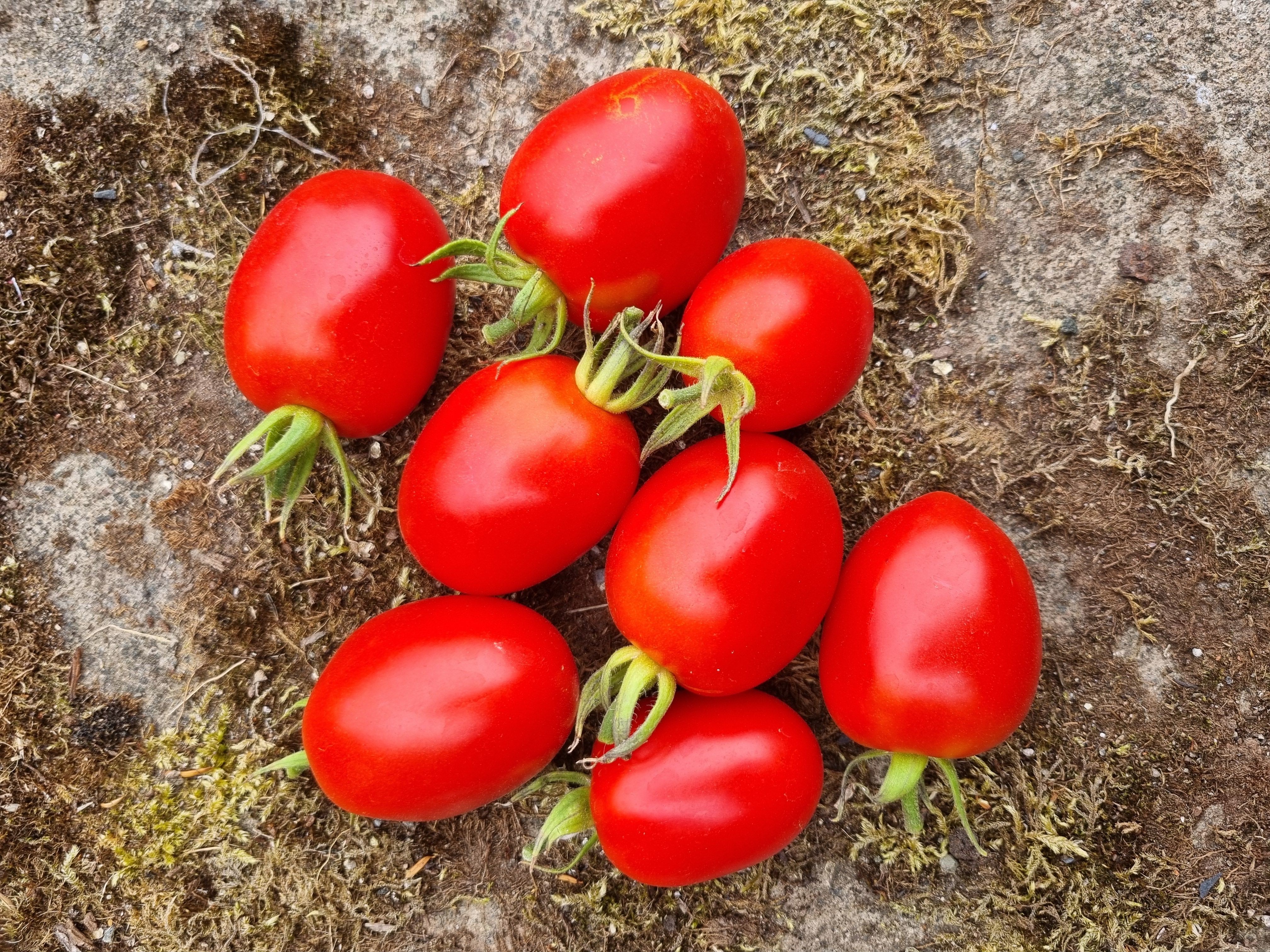 Plum Tomatoes
