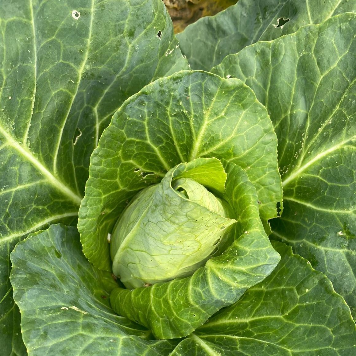 Caraflex Cabbage