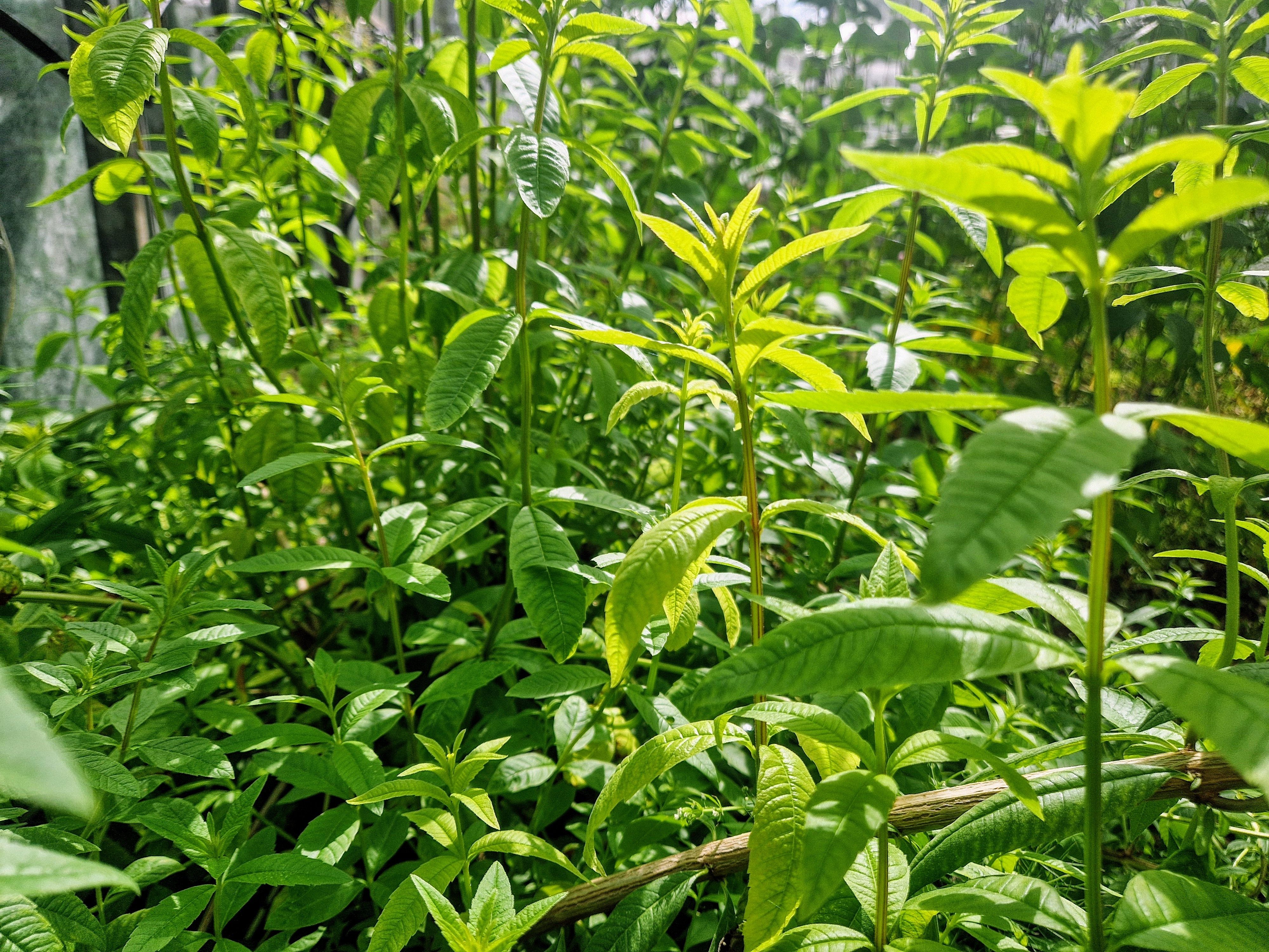 Image of Lemon Verbena