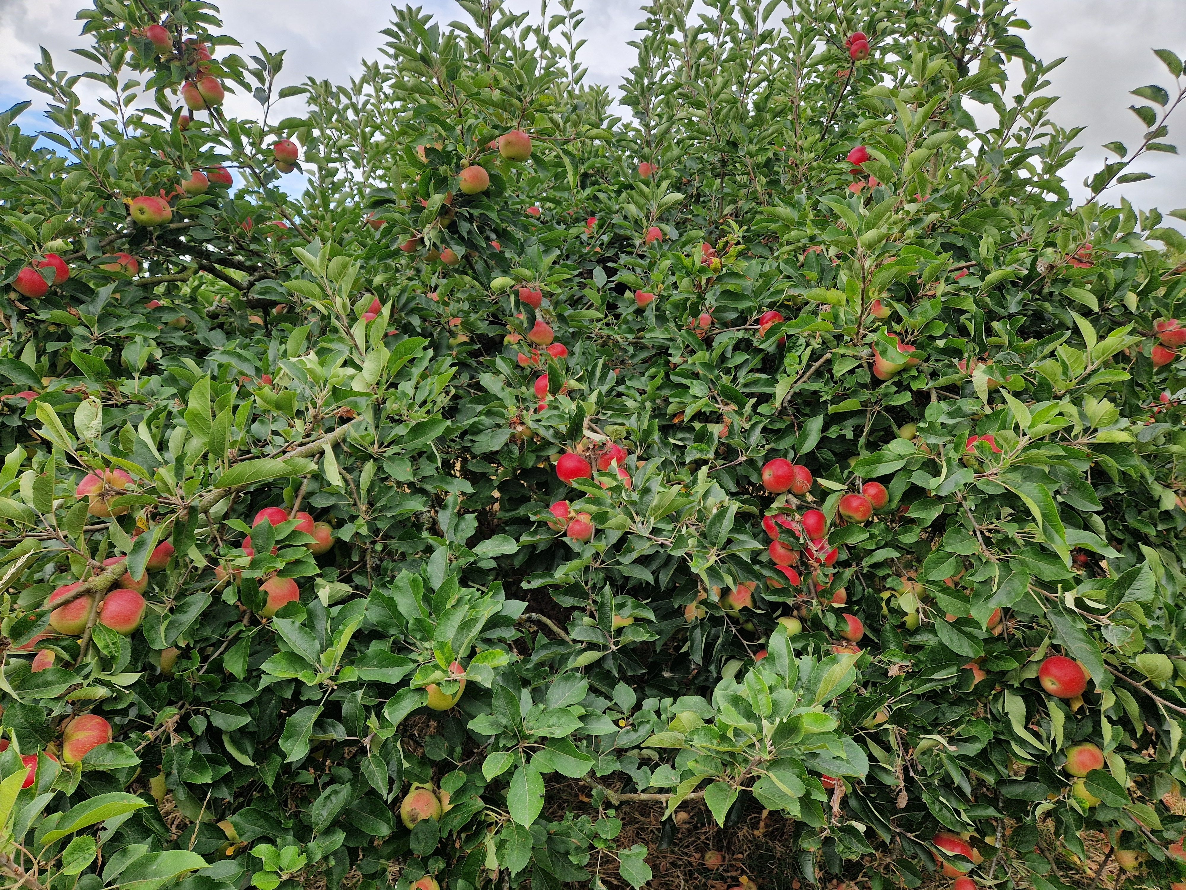 Image of Apples Discovery