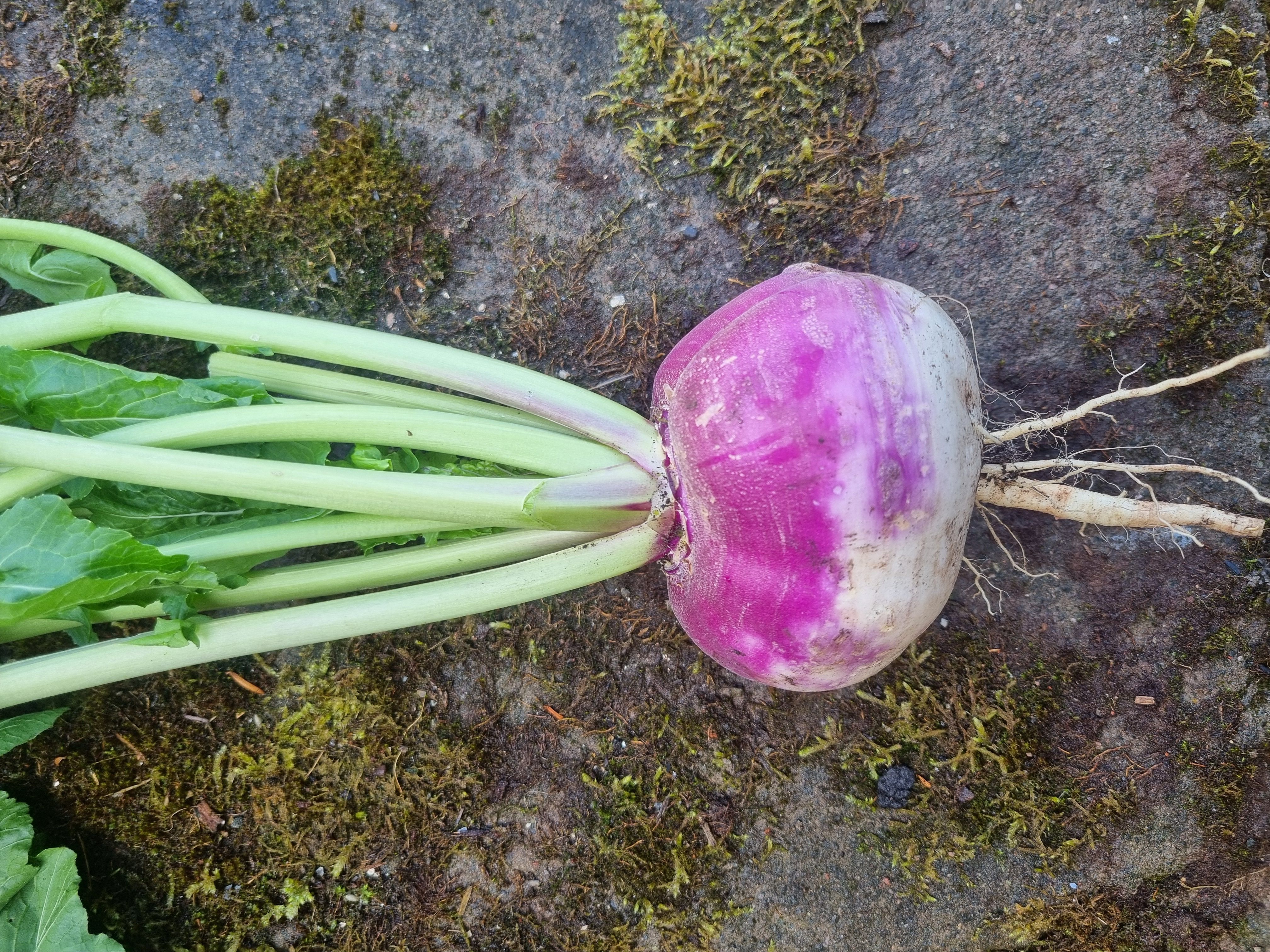 Turnip