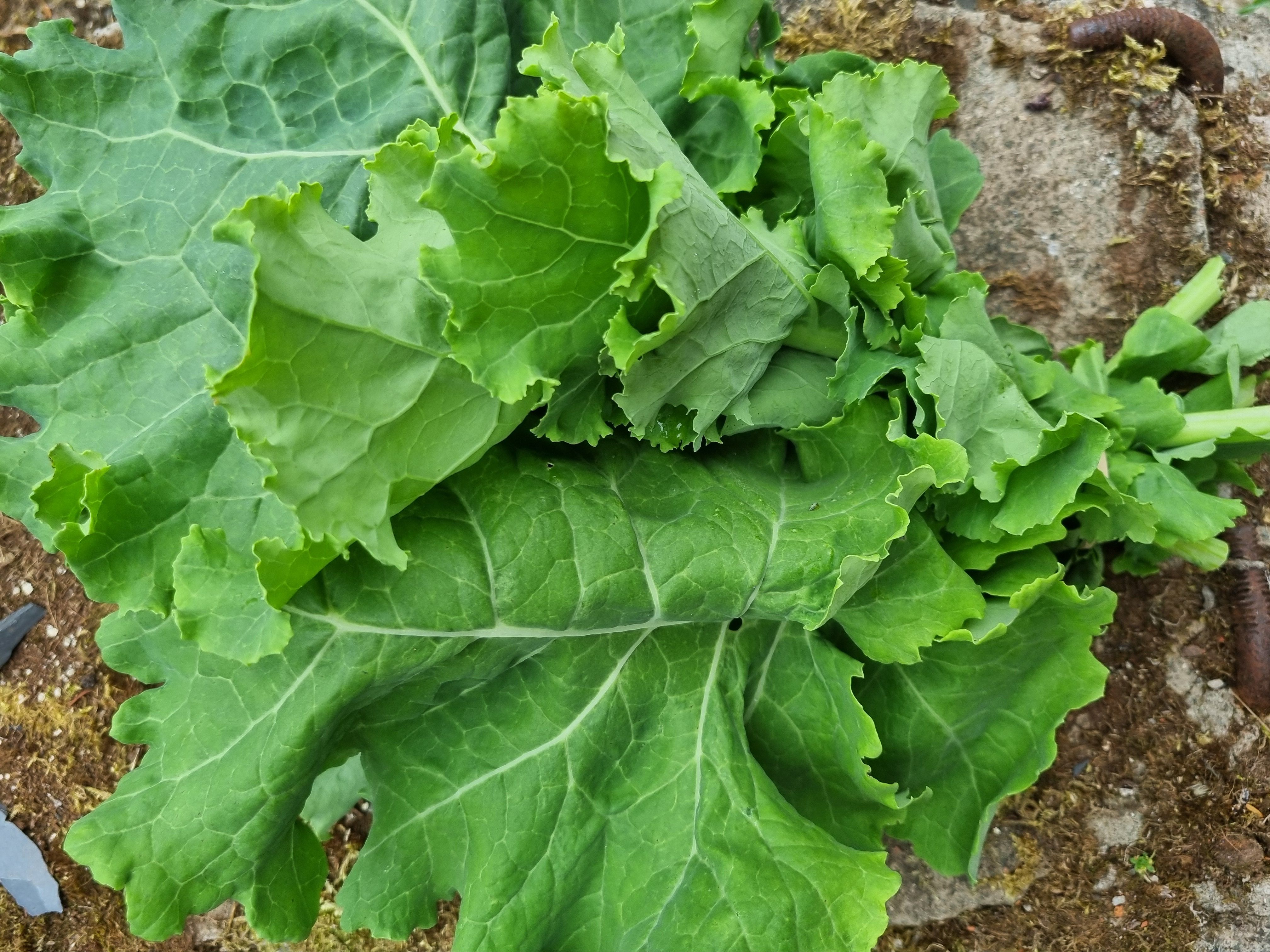 Green Kale