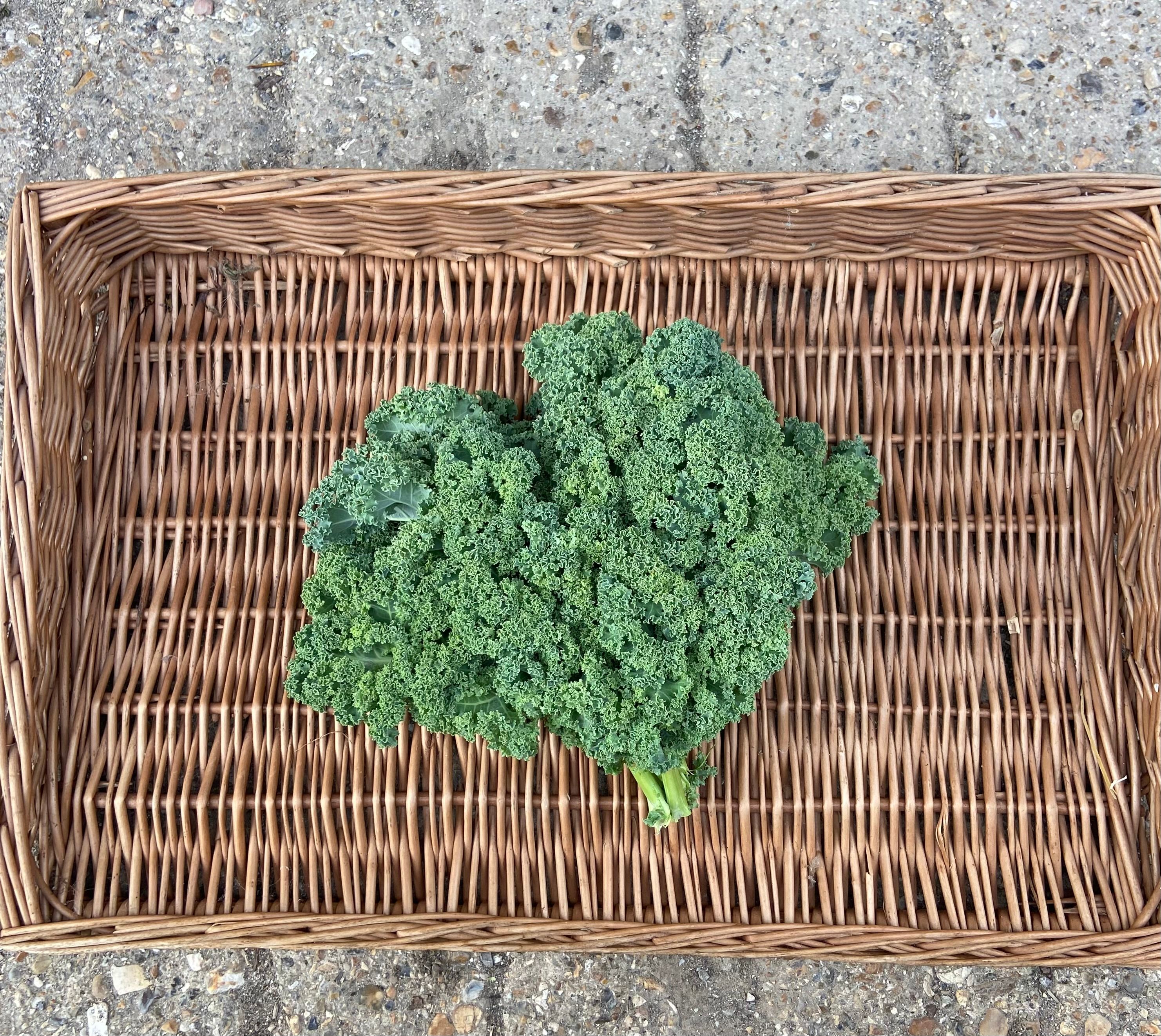 Curly Kale 