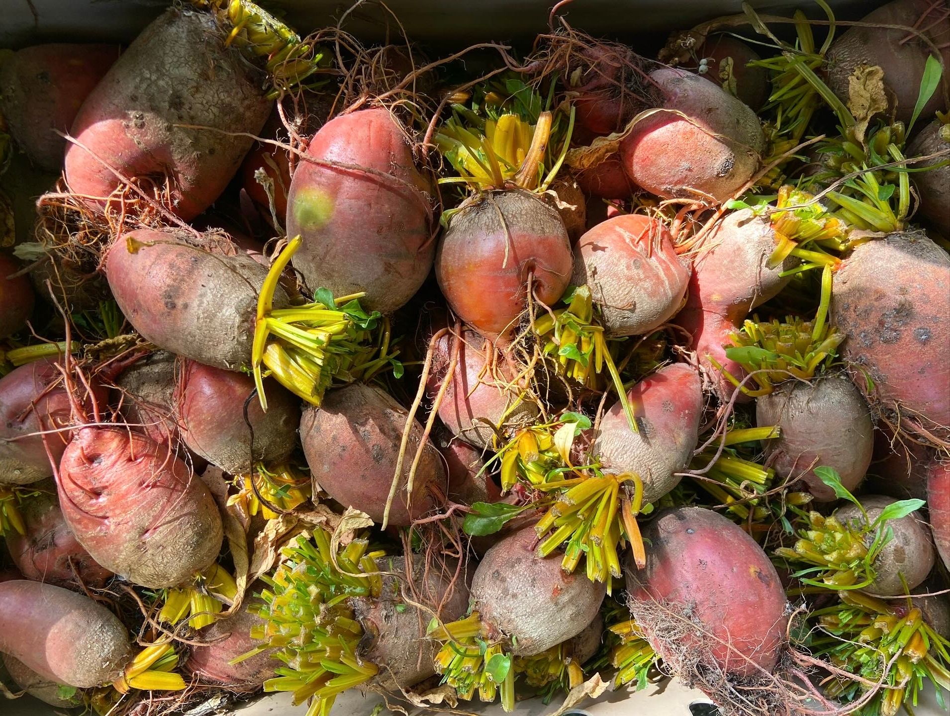 Image of Flaming Barrel Beetroot