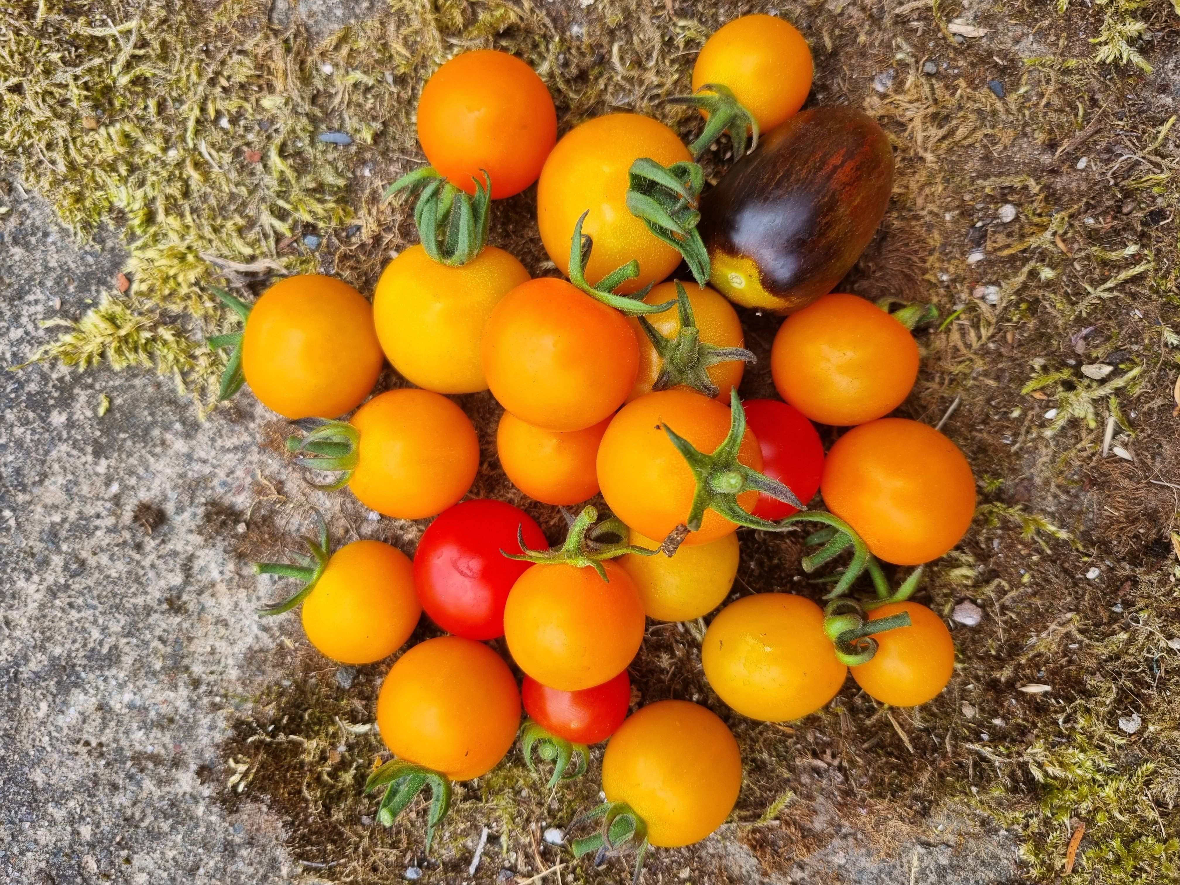 Cherry Tomatoes
