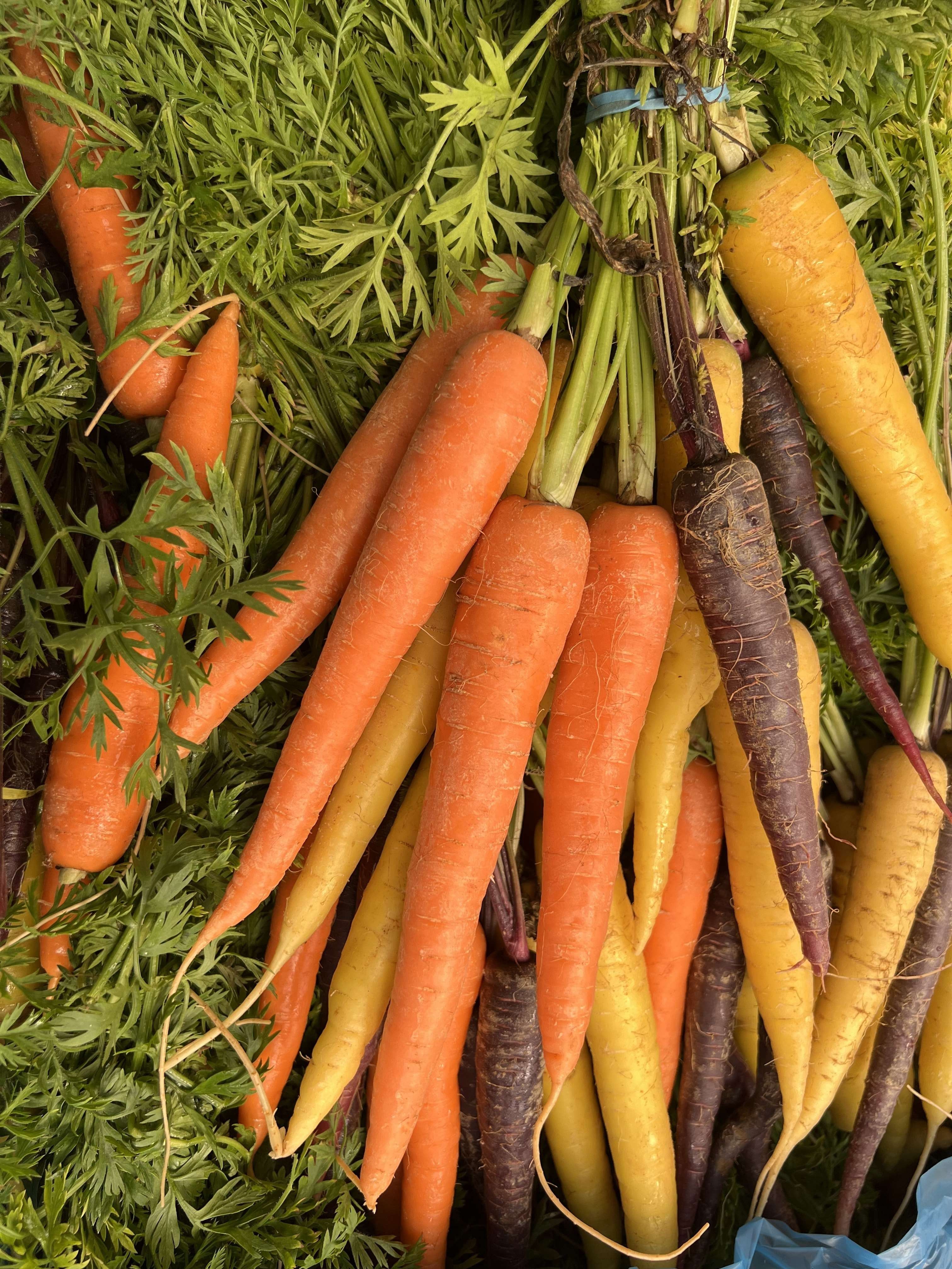 Rainbow Carrots (bunched with tops)