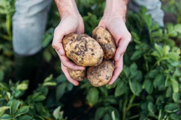 Organic Potatoes
