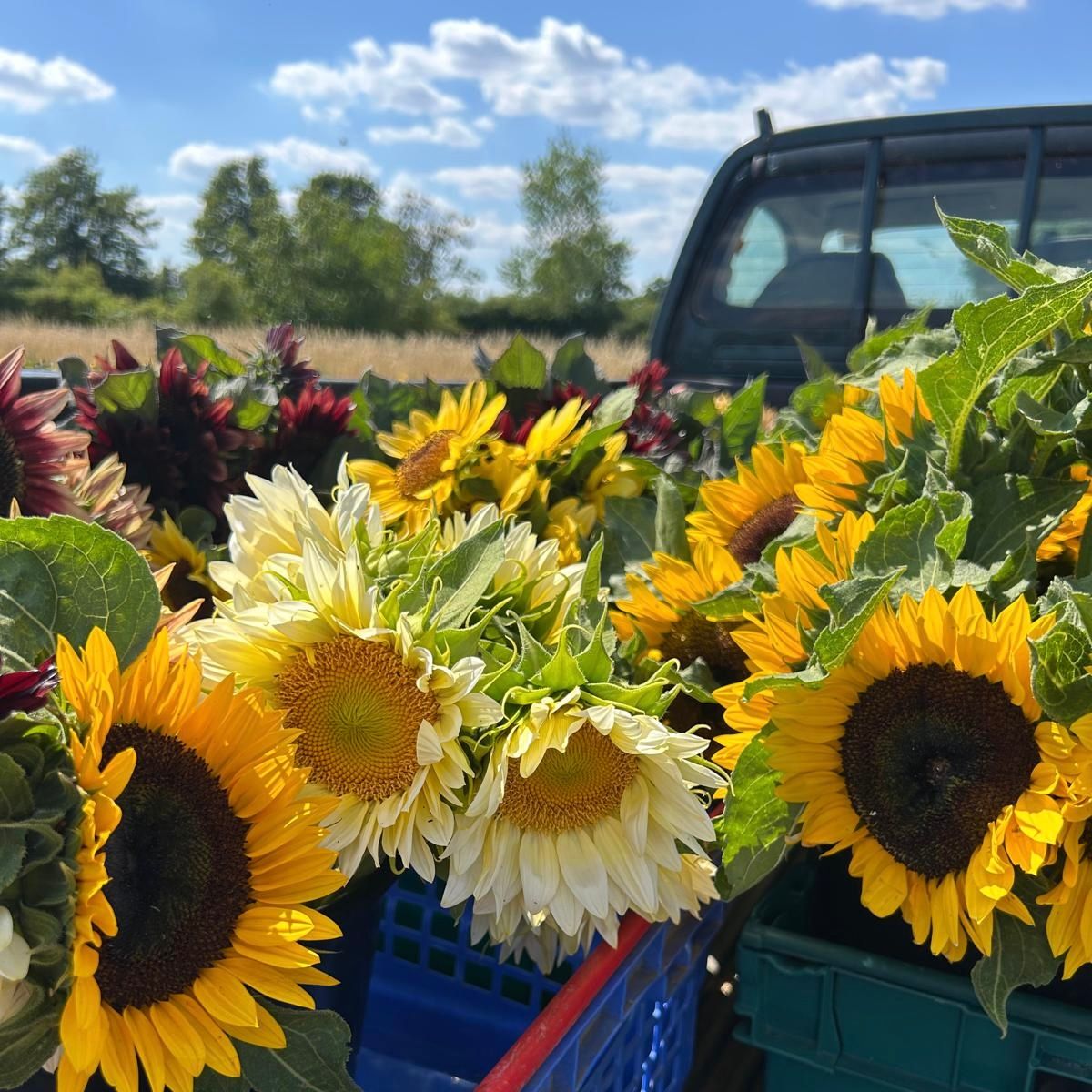 Ready-to-Arrange Bucket (Mixed Sunflowers)