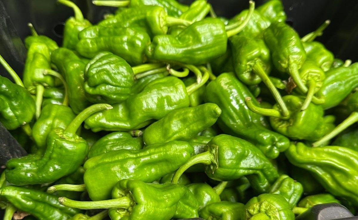 Image of Padron peppers