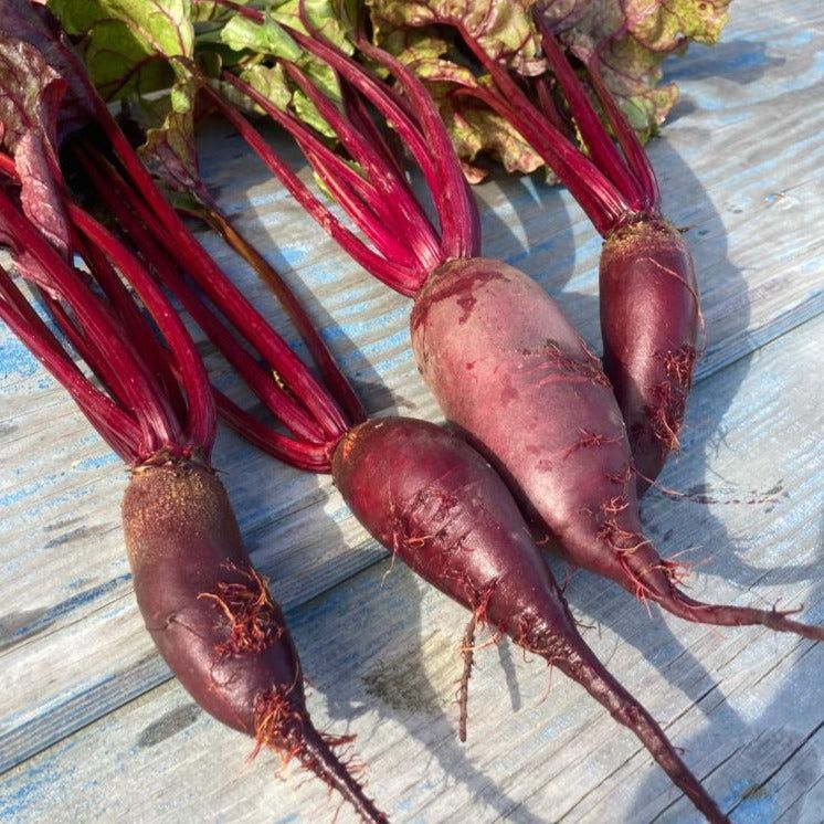 Cylindra Beetroots