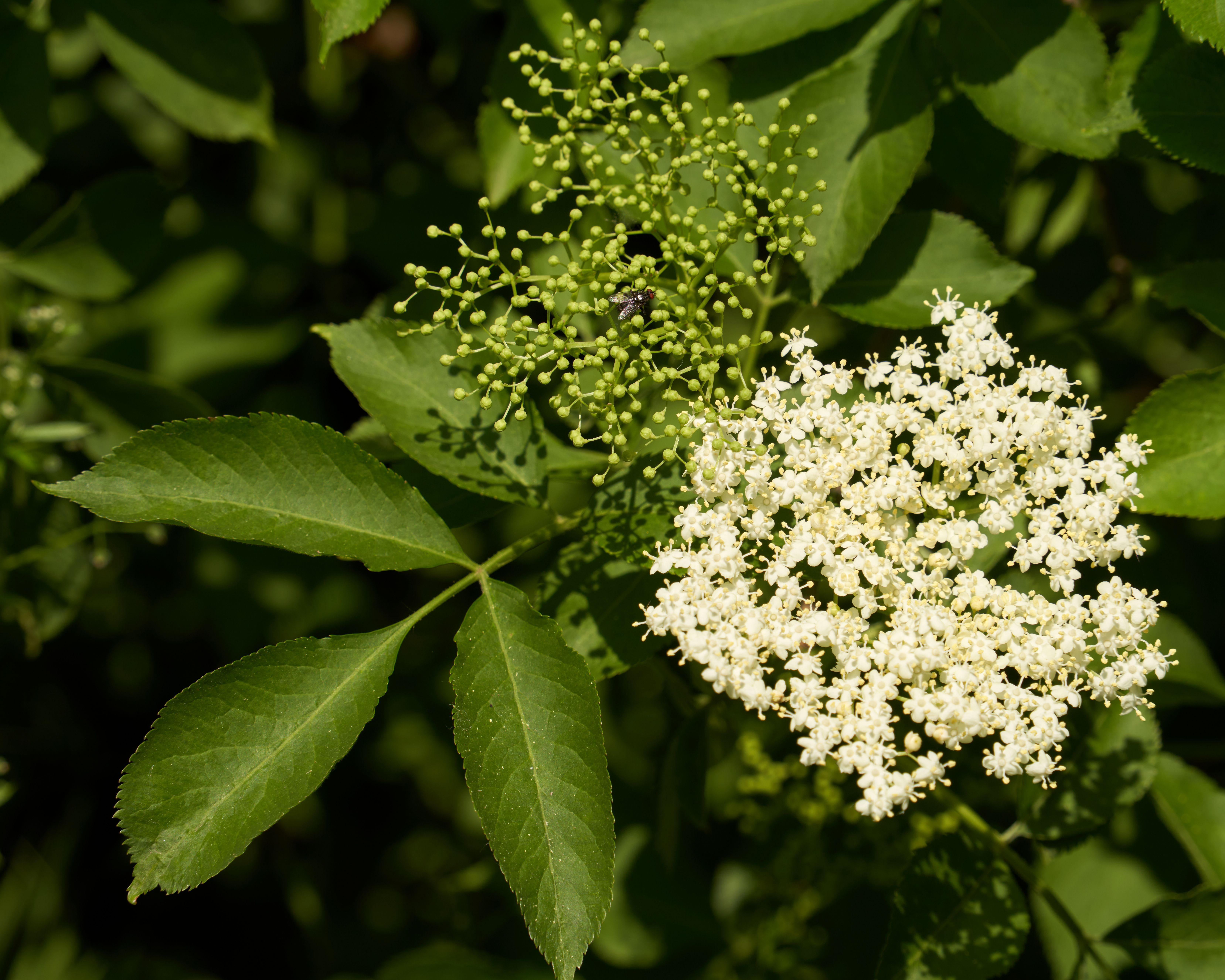 Image of Elderflower Cordial - 500ml (Ash & Elm Horticulture)