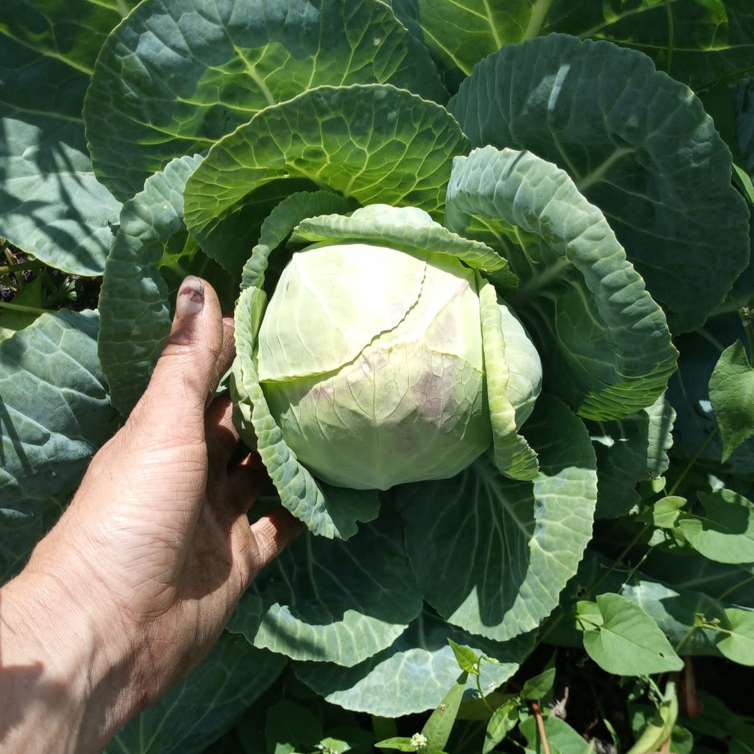 Image of Summer Crunch Cabbage