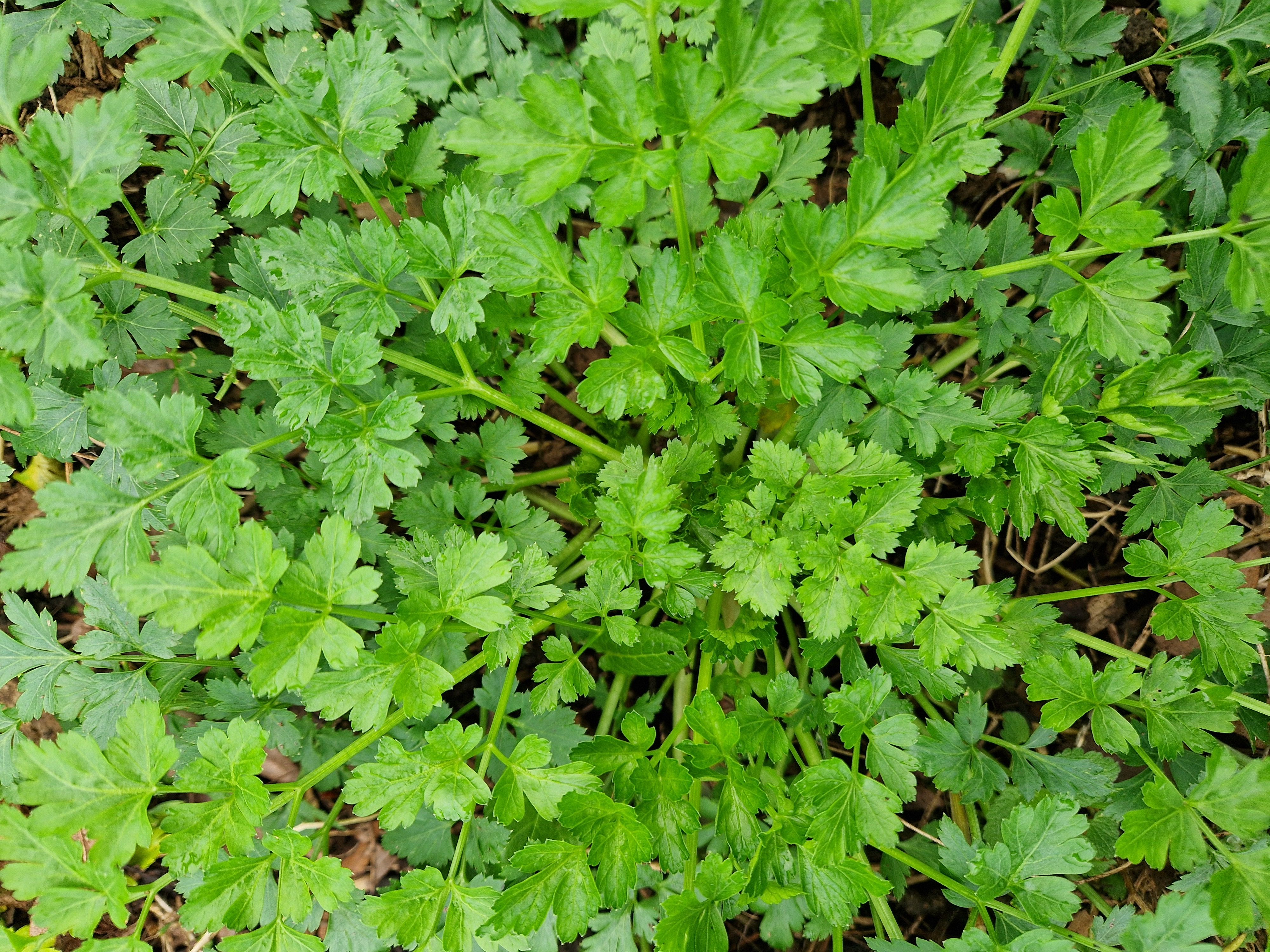 Image of Herb - Parsley