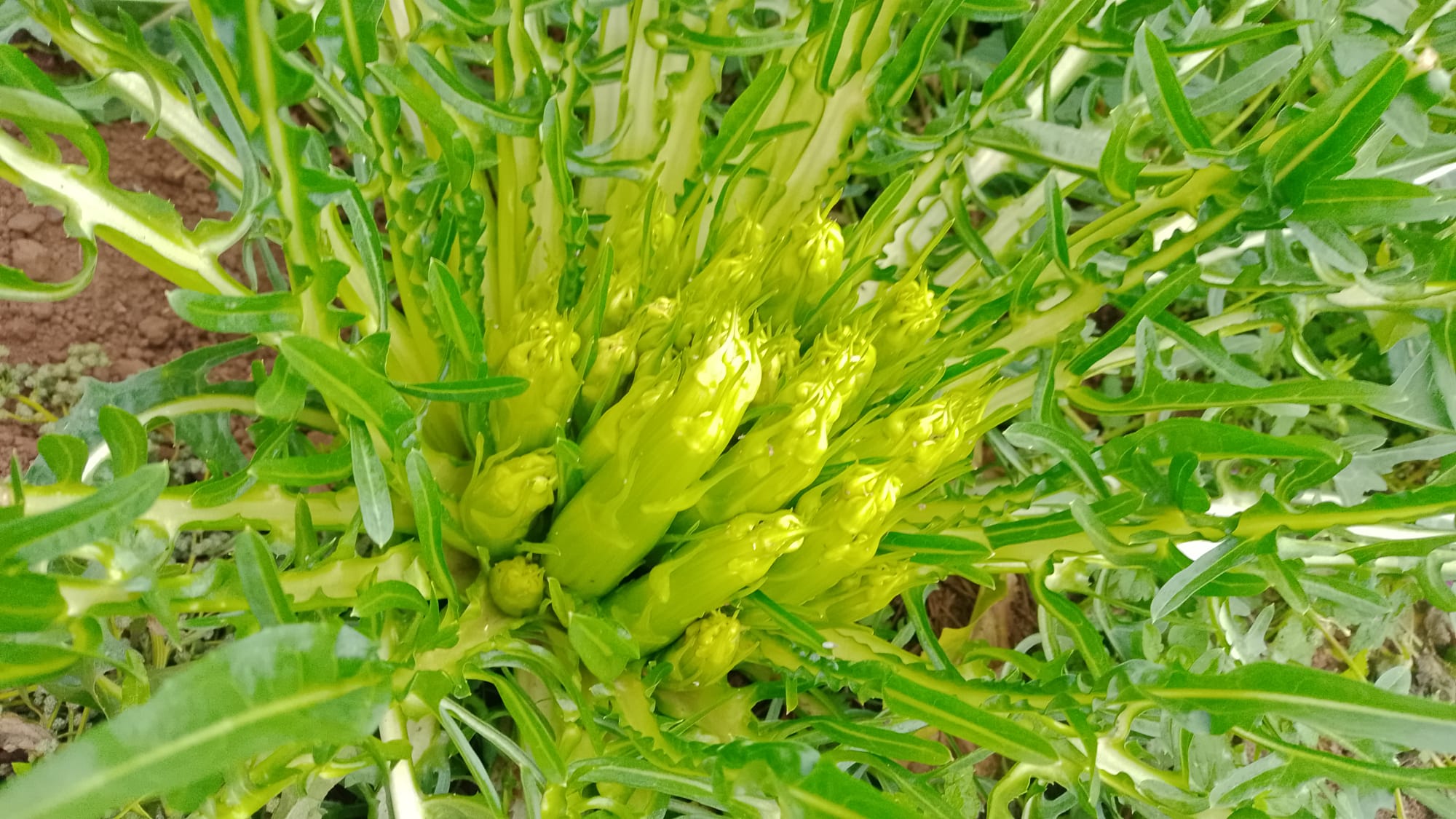 Puntarelle