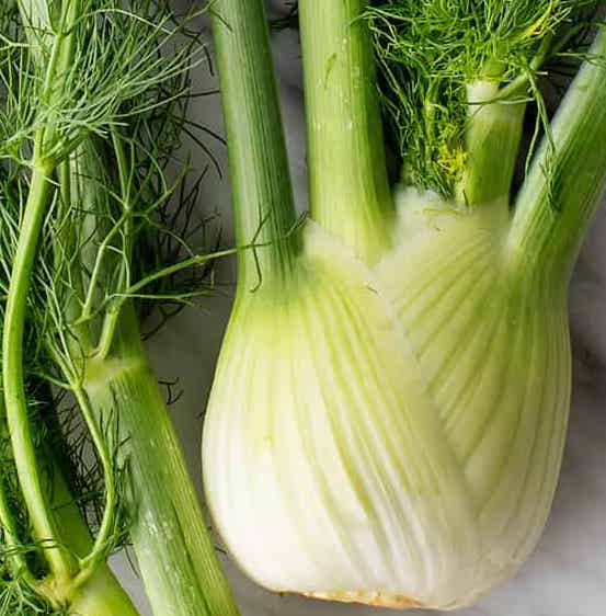 Image of Fennel