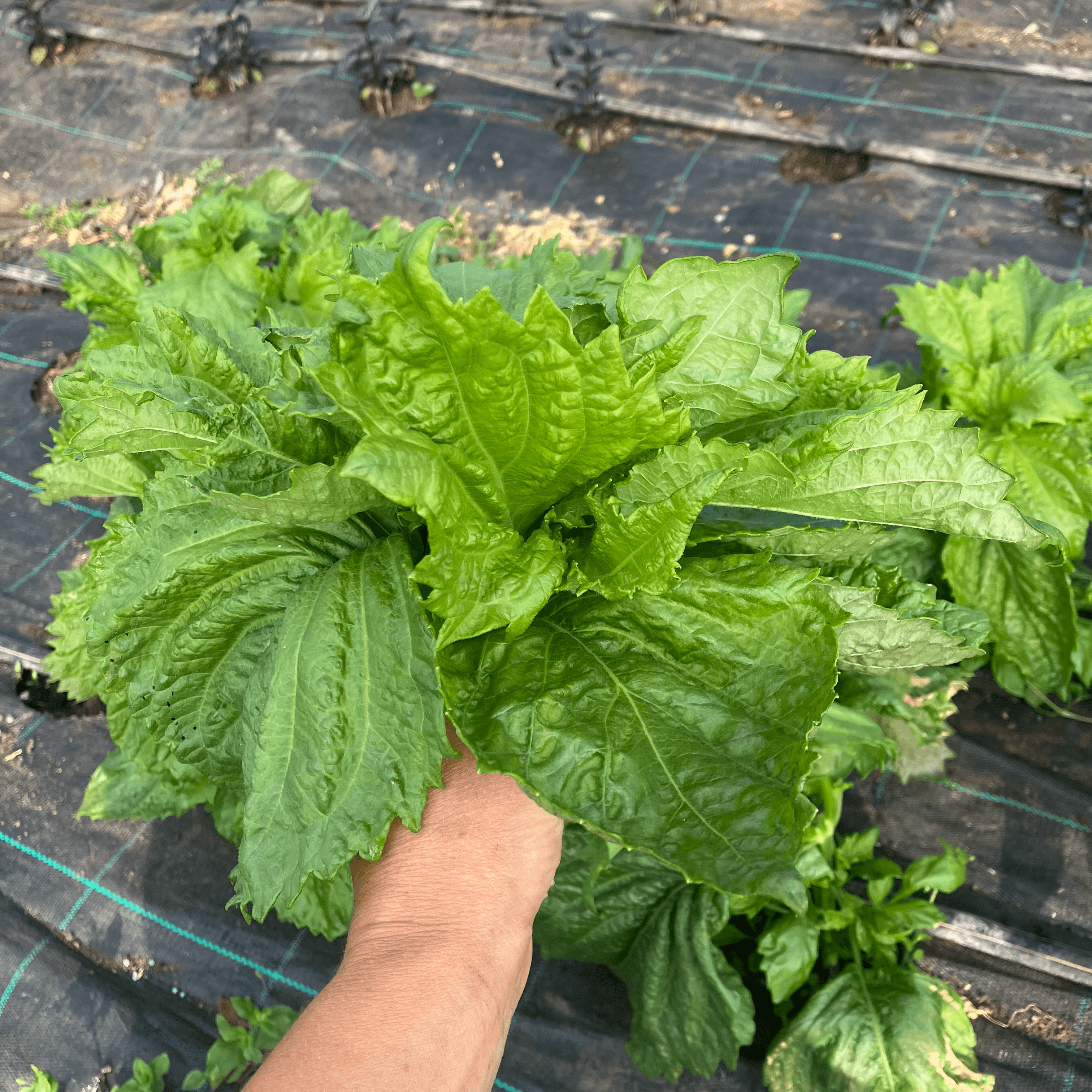 Green Shiso