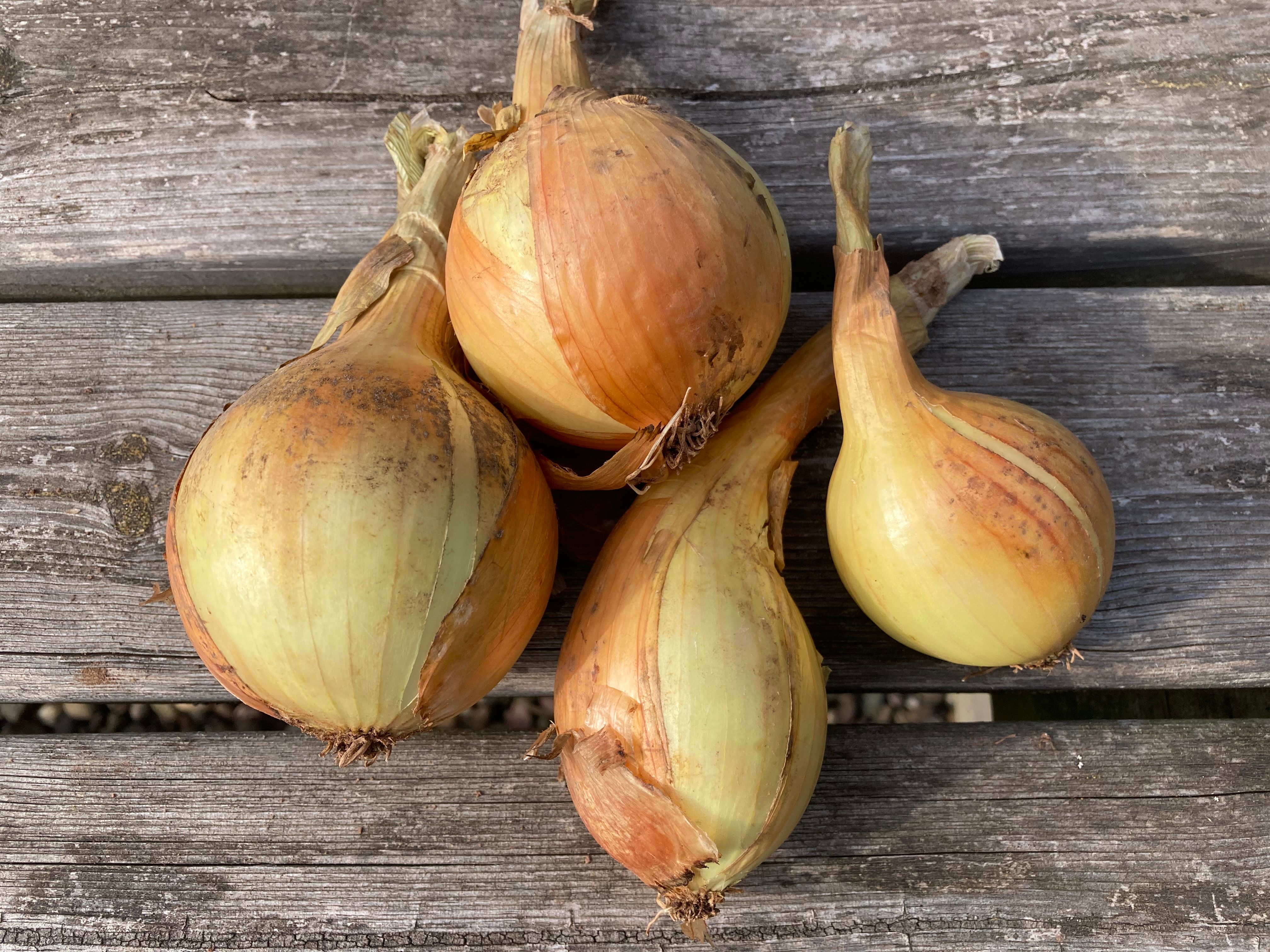 Organic Onions