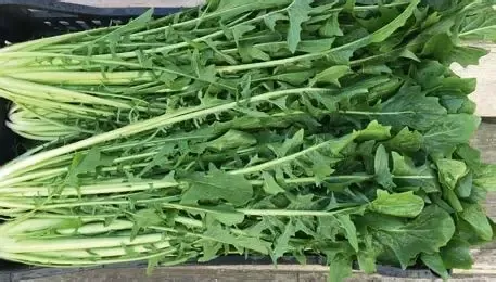 Image of Catalogna Gigante Chicory - Bunch