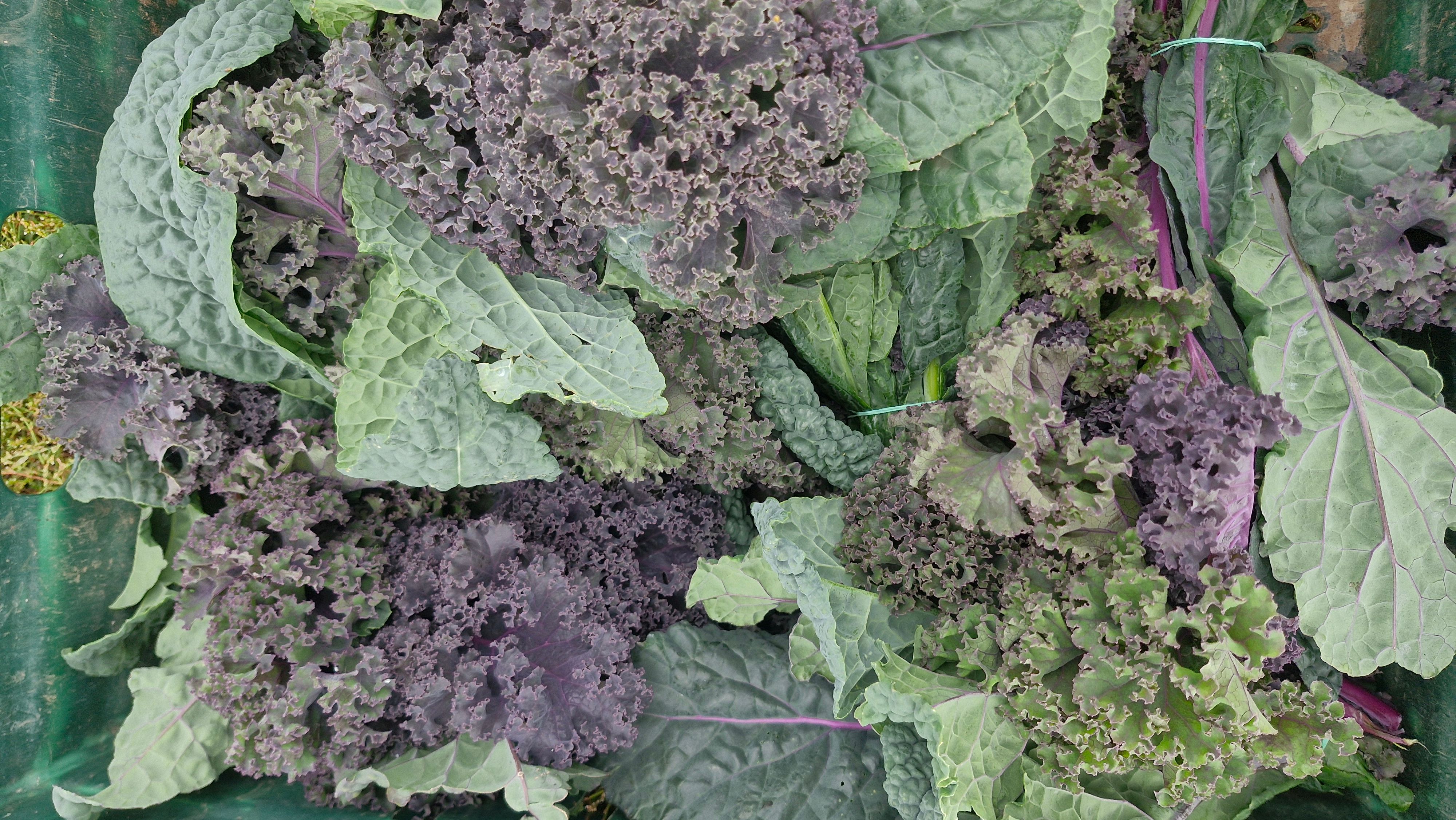 Image of Kale 